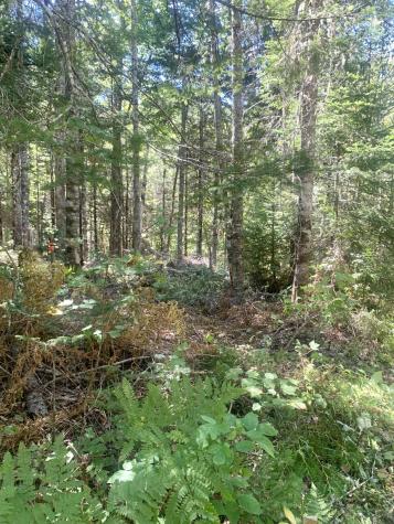 X Bechard Lane Perry ME 04667