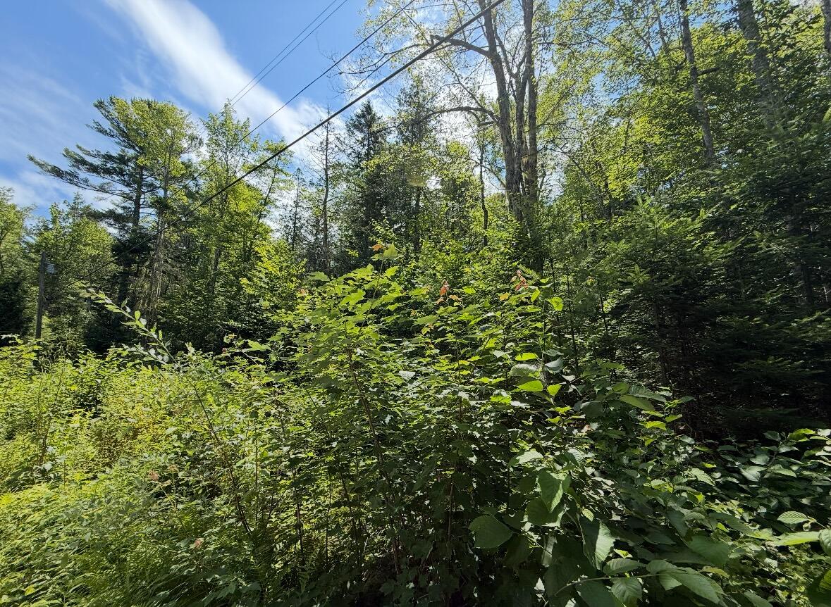 Lot 23 Webb Pond Road Road Eastbrook ME 04634