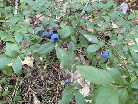 Lot 25 Owls Nest Road Shapleigh ME 04076