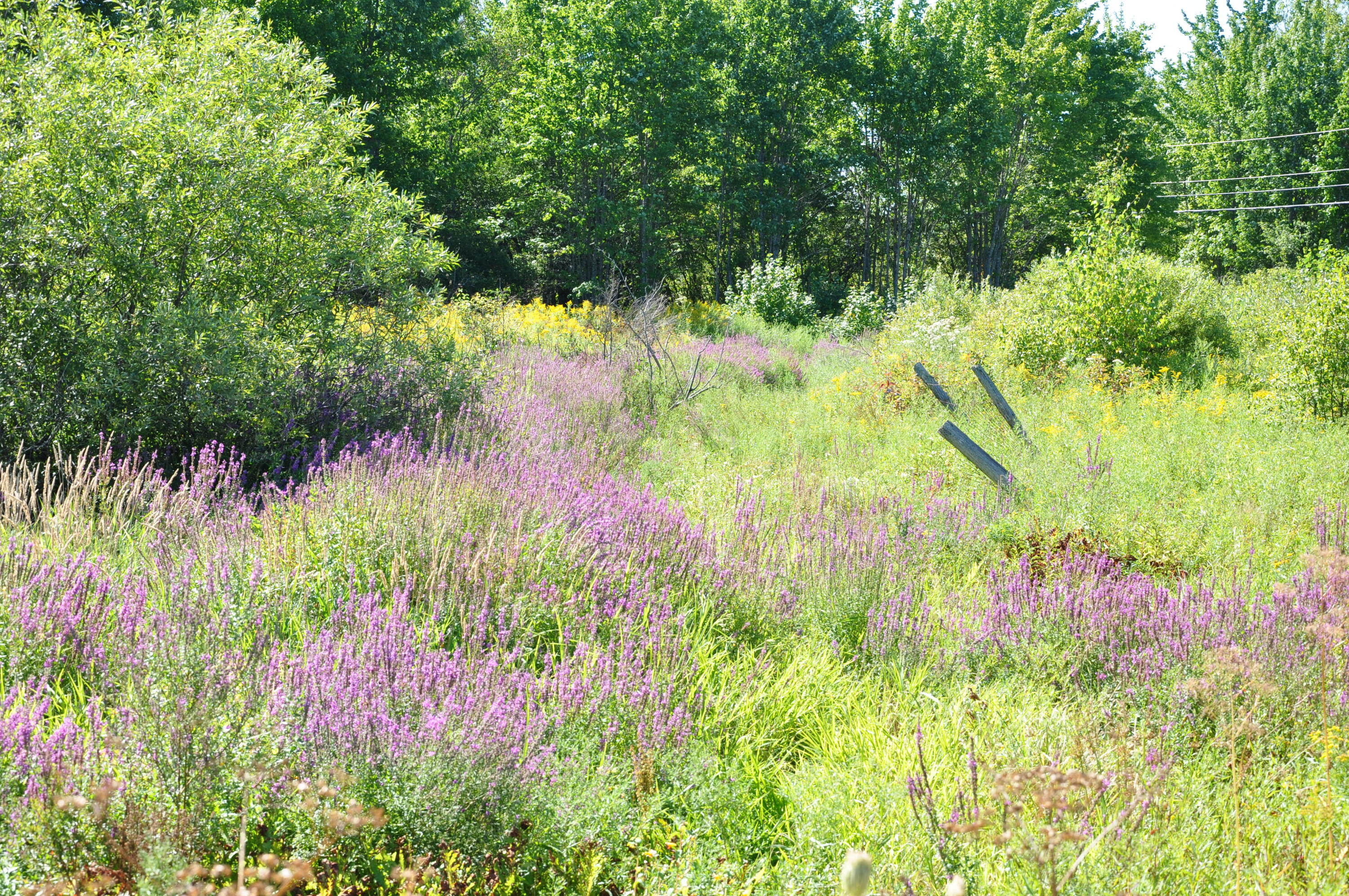 1765 Ohio Street Bangor ME 04401