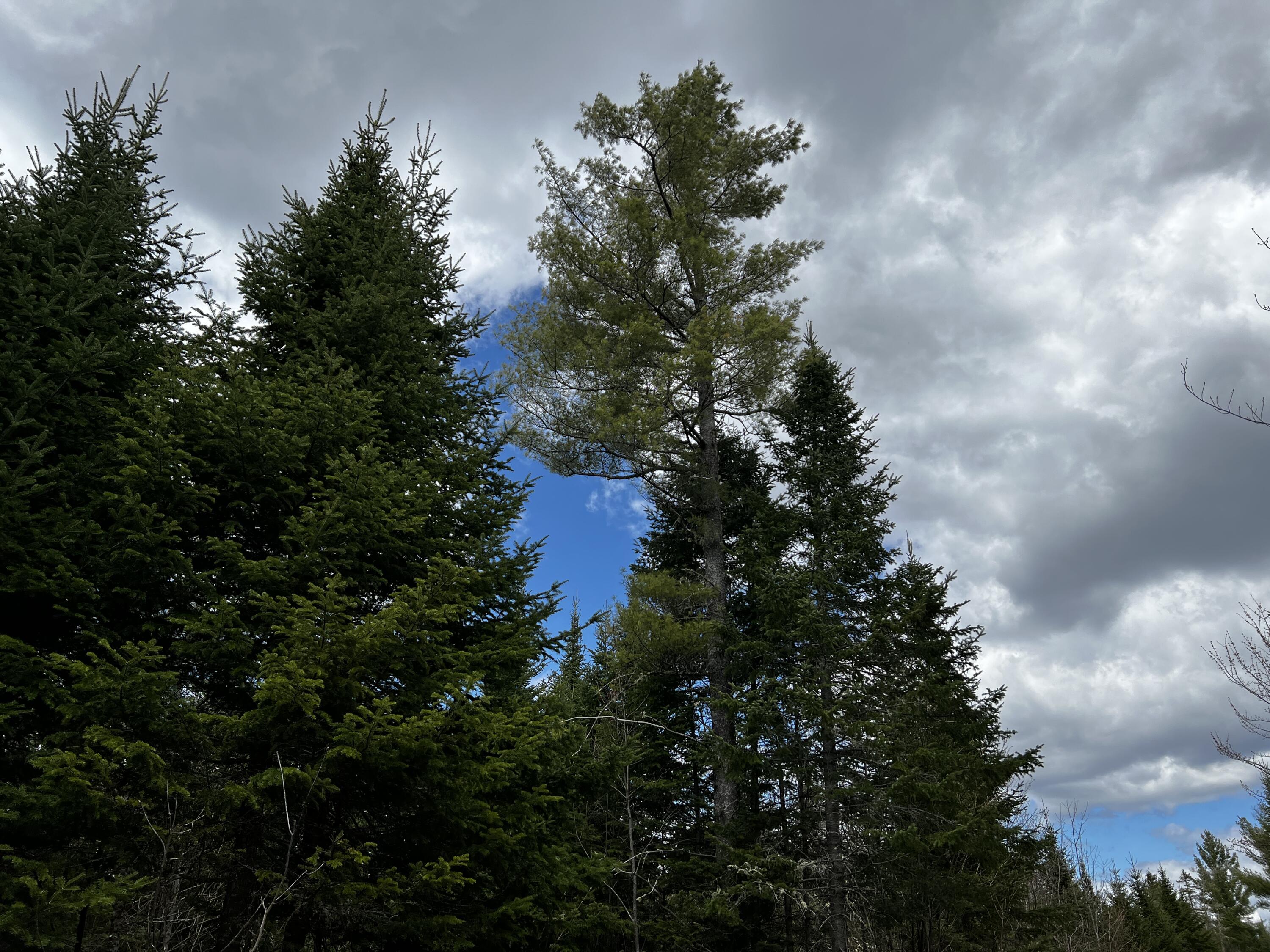 Lot 2-18 Shin Pond Road Mount Chase ME 04765