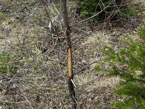 Lot 2-18 Shin Pond Road Mount Chase ME 04765