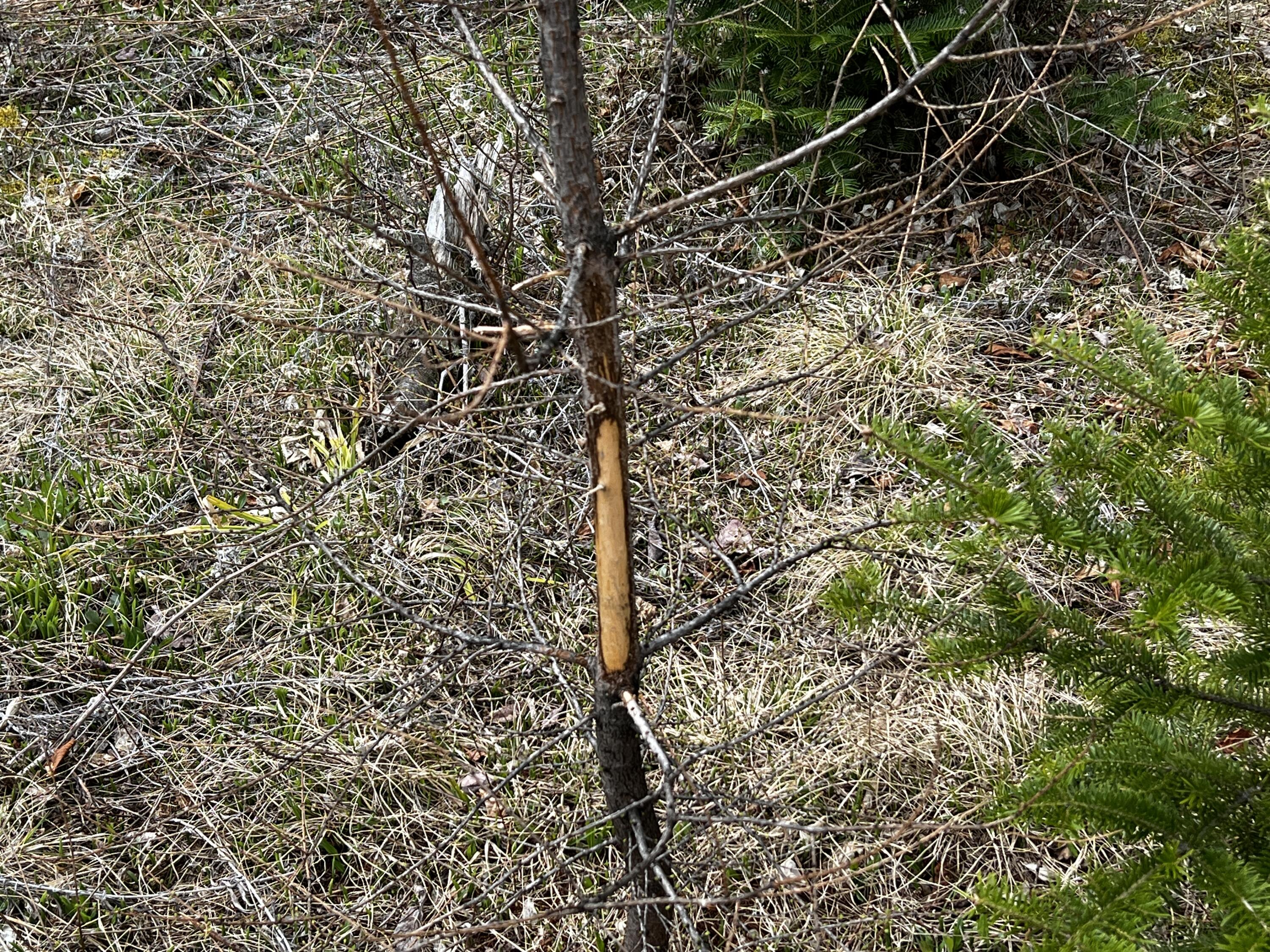 Lot 2-18 Shin Pond Road Mount Chase ME 04765