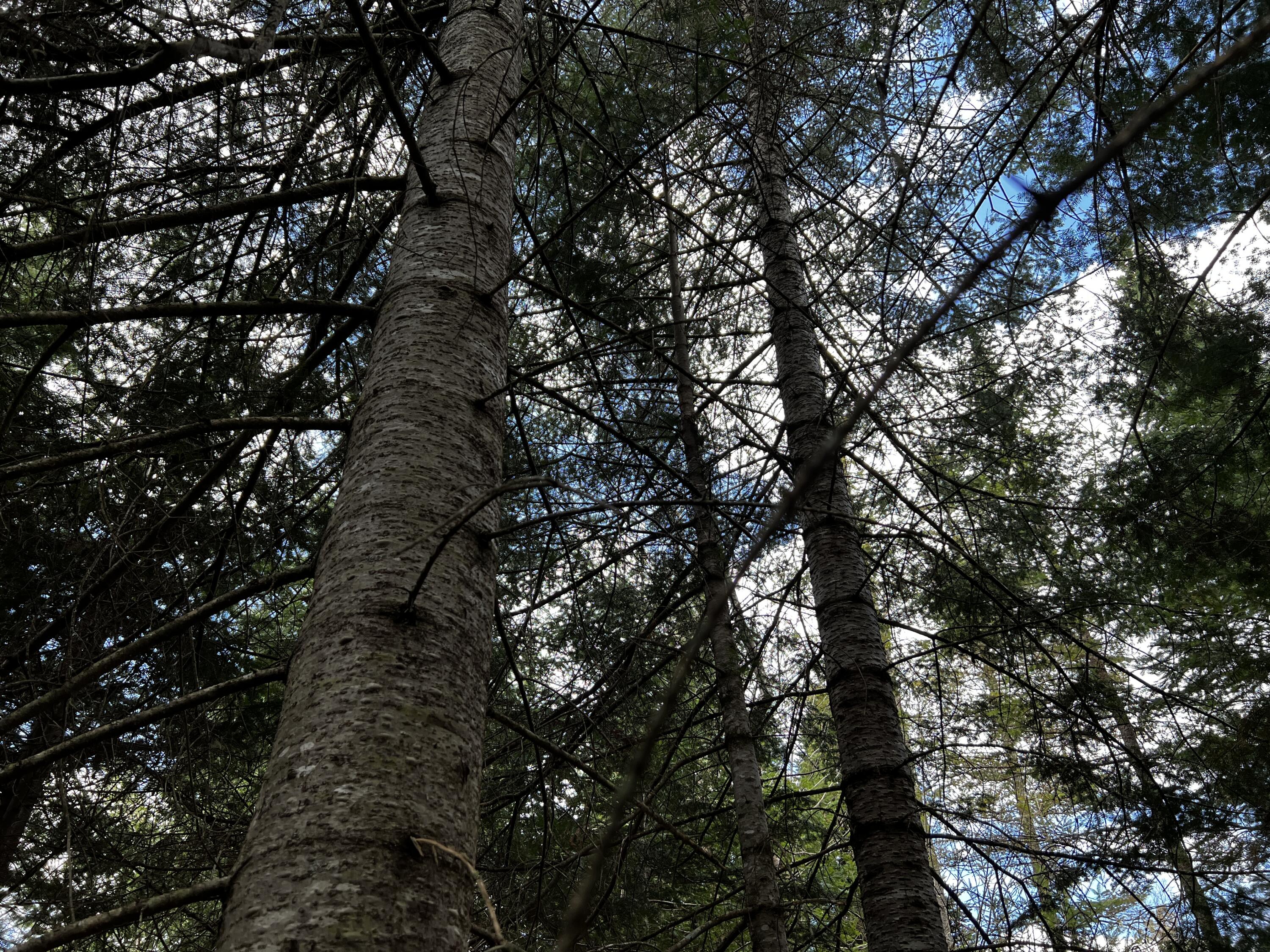 Lot 2-18 Shin Pond Road Mount Chase ME 04765