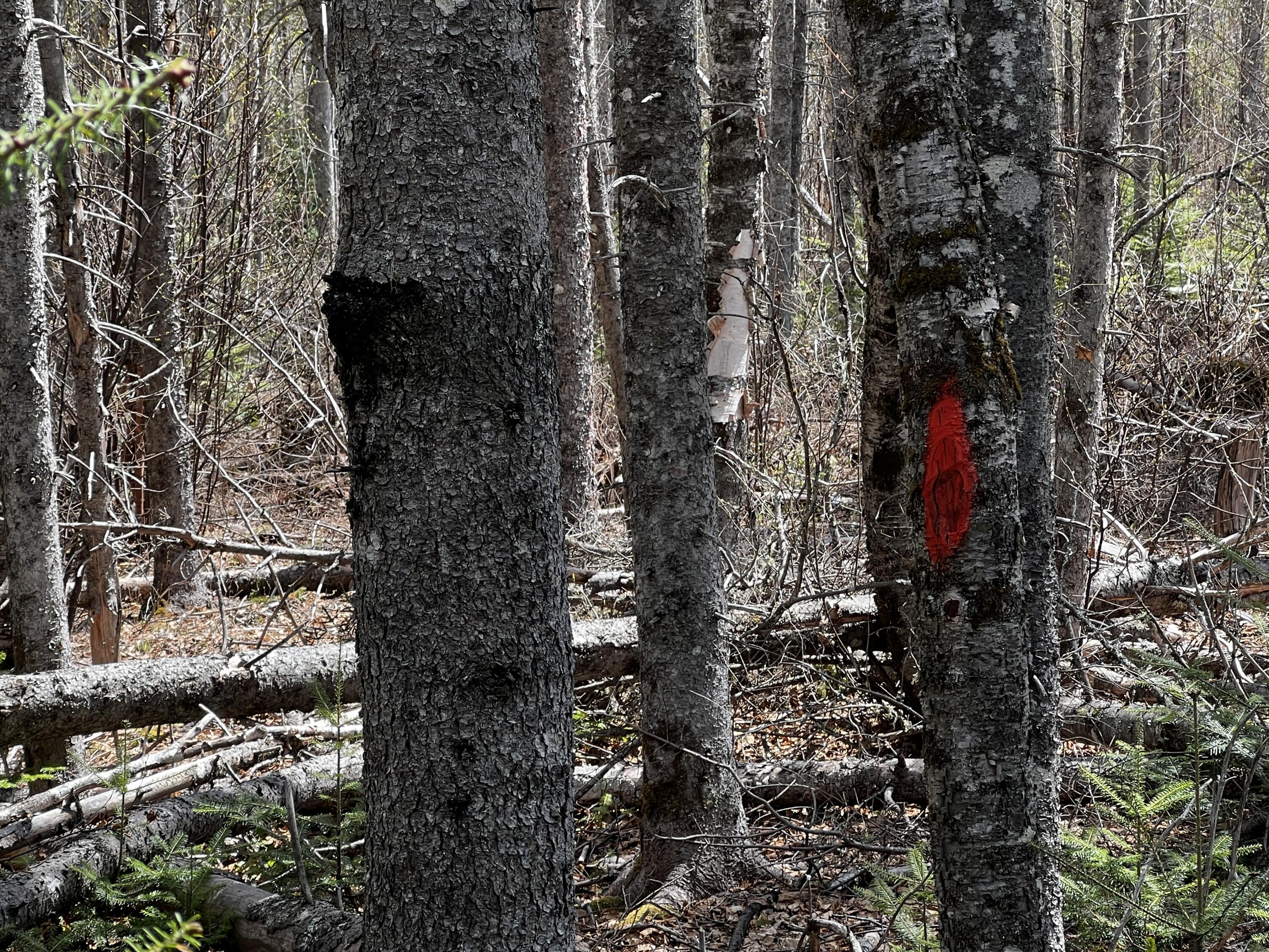 Lot 2-18 Shin Pond Road Mount Chase ME 04765