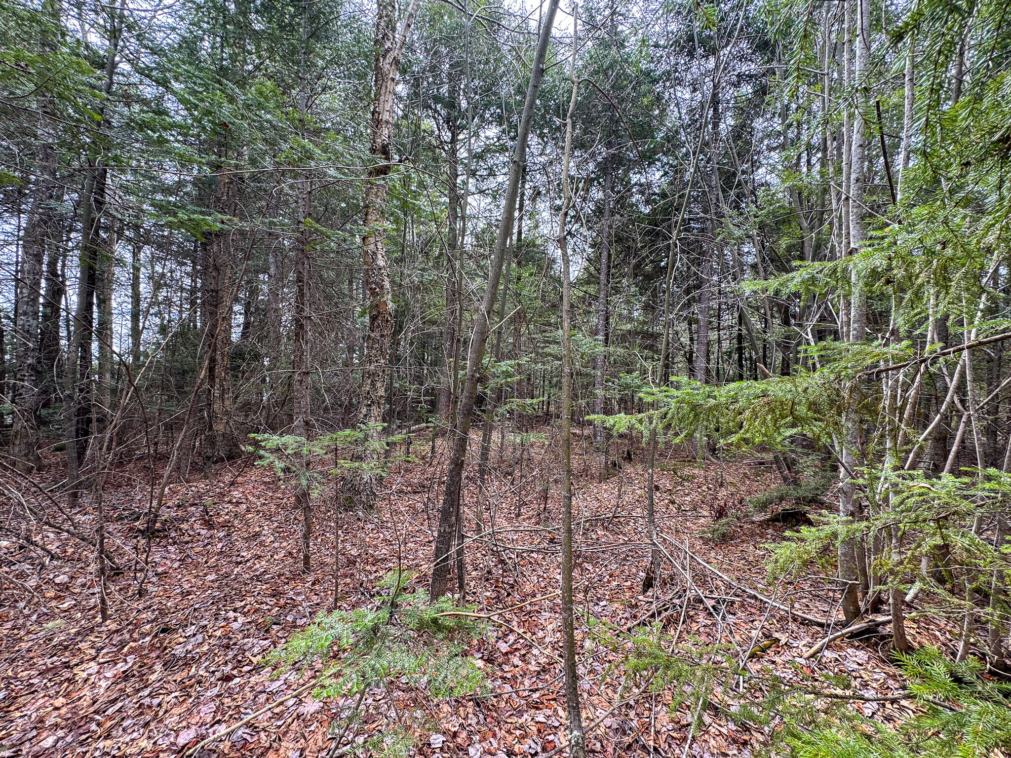 Lot 25 Woodland Ridge Road Danforth ME 04424
