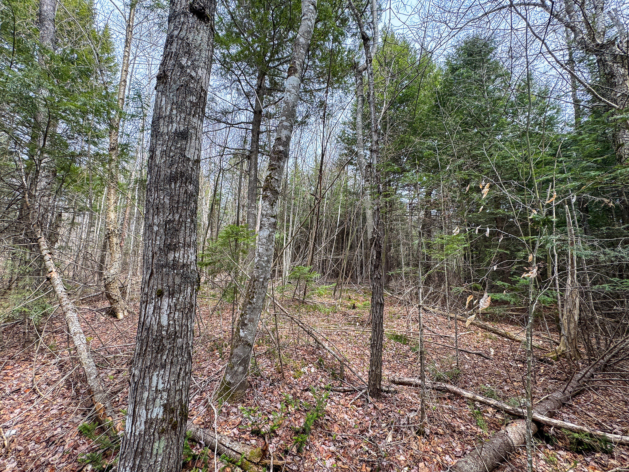 Lot 25 Woodland Ridge Road Danforth ME 04424