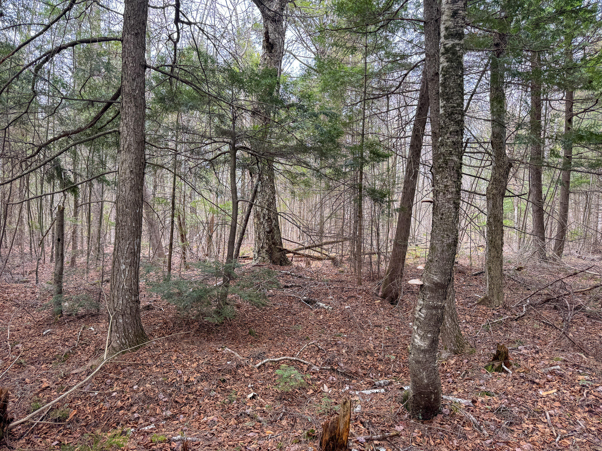 Lot 25 Woodland Ridge Road Danforth ME 04424