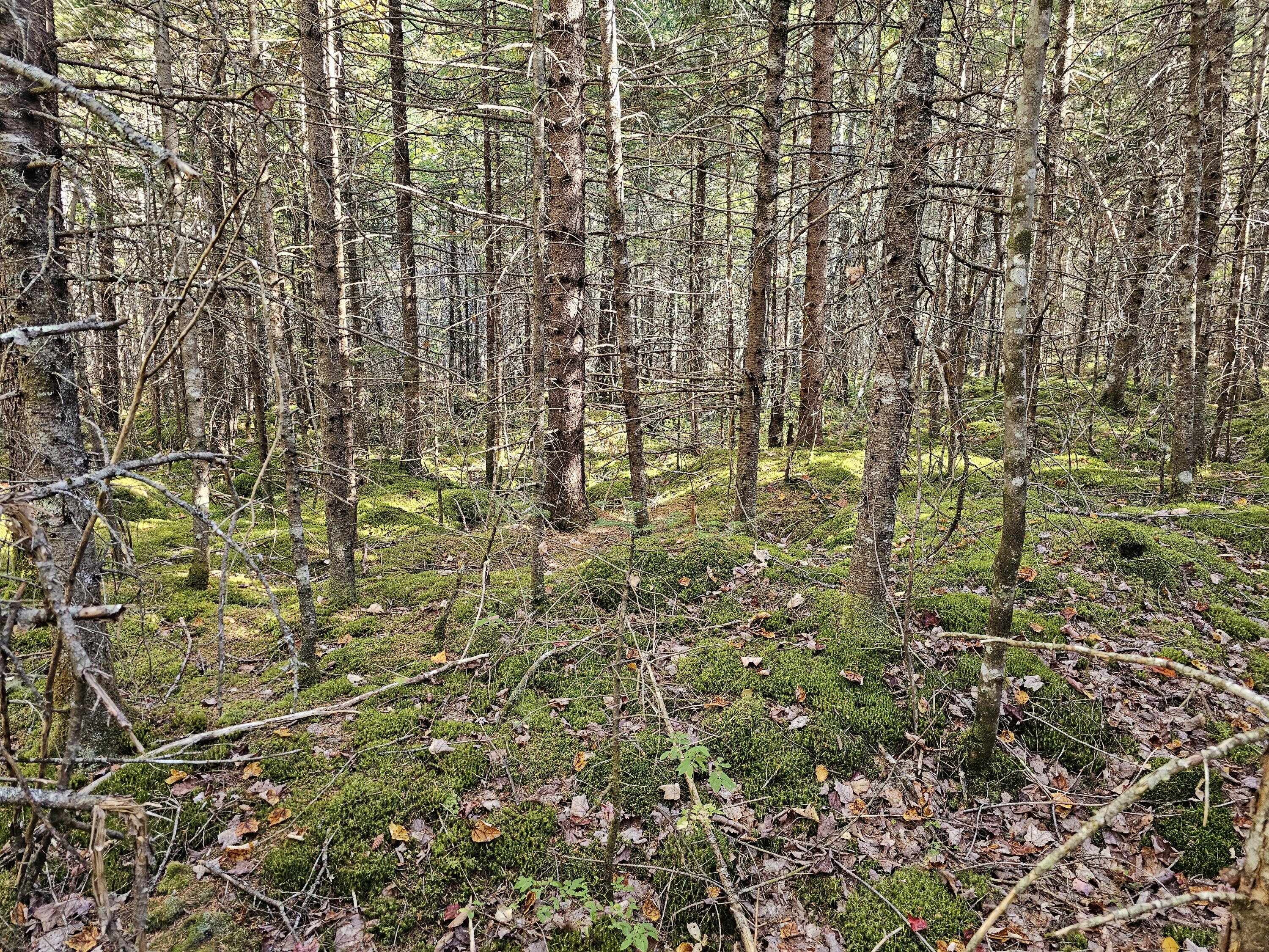 Green Field, Off Georges Pond Road Franklin ME 04634