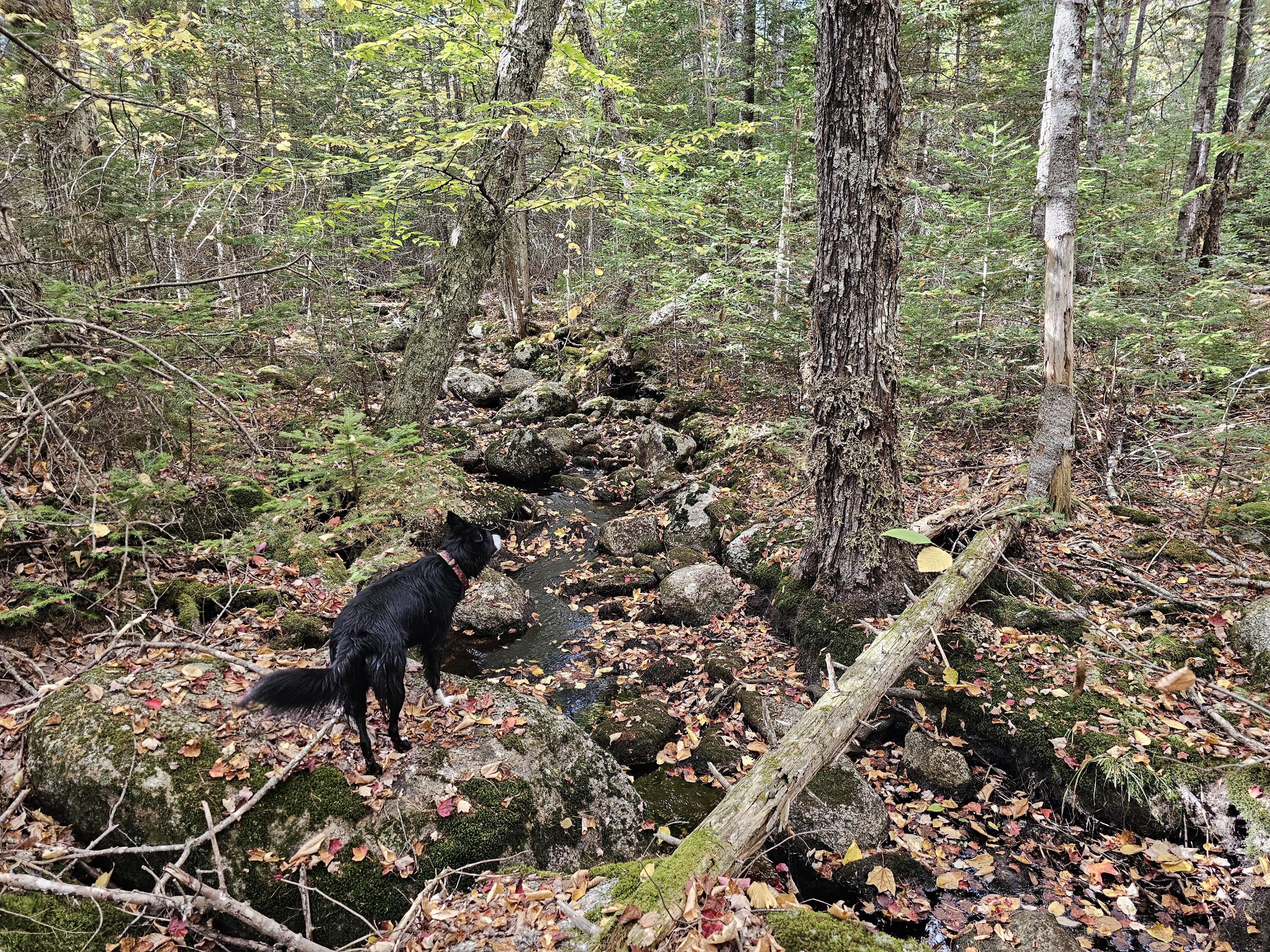 Green Field, Off Georges Pond Road Franklin ME 04634