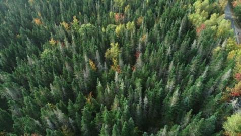 Map 12, Part Of Lot 31, Macomber Mill Road Franklin ME 04634