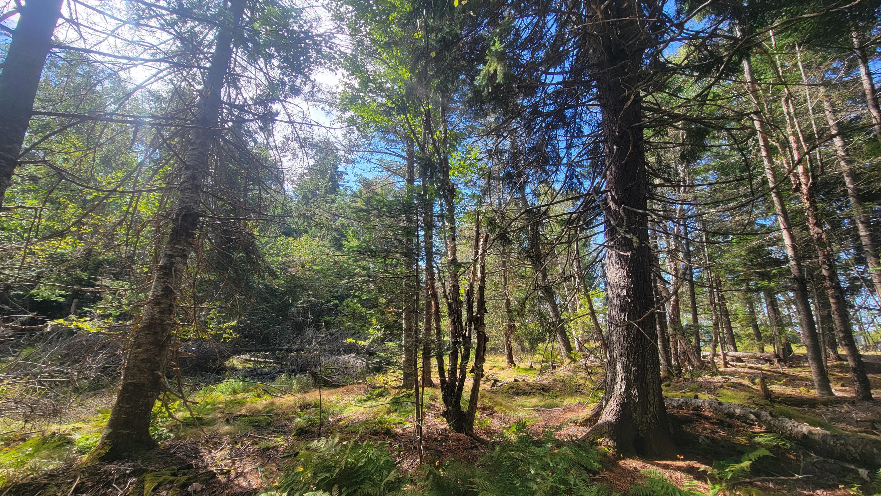 Lot 1 & 5 Evergreen Point Road Jonesboro ME 04648