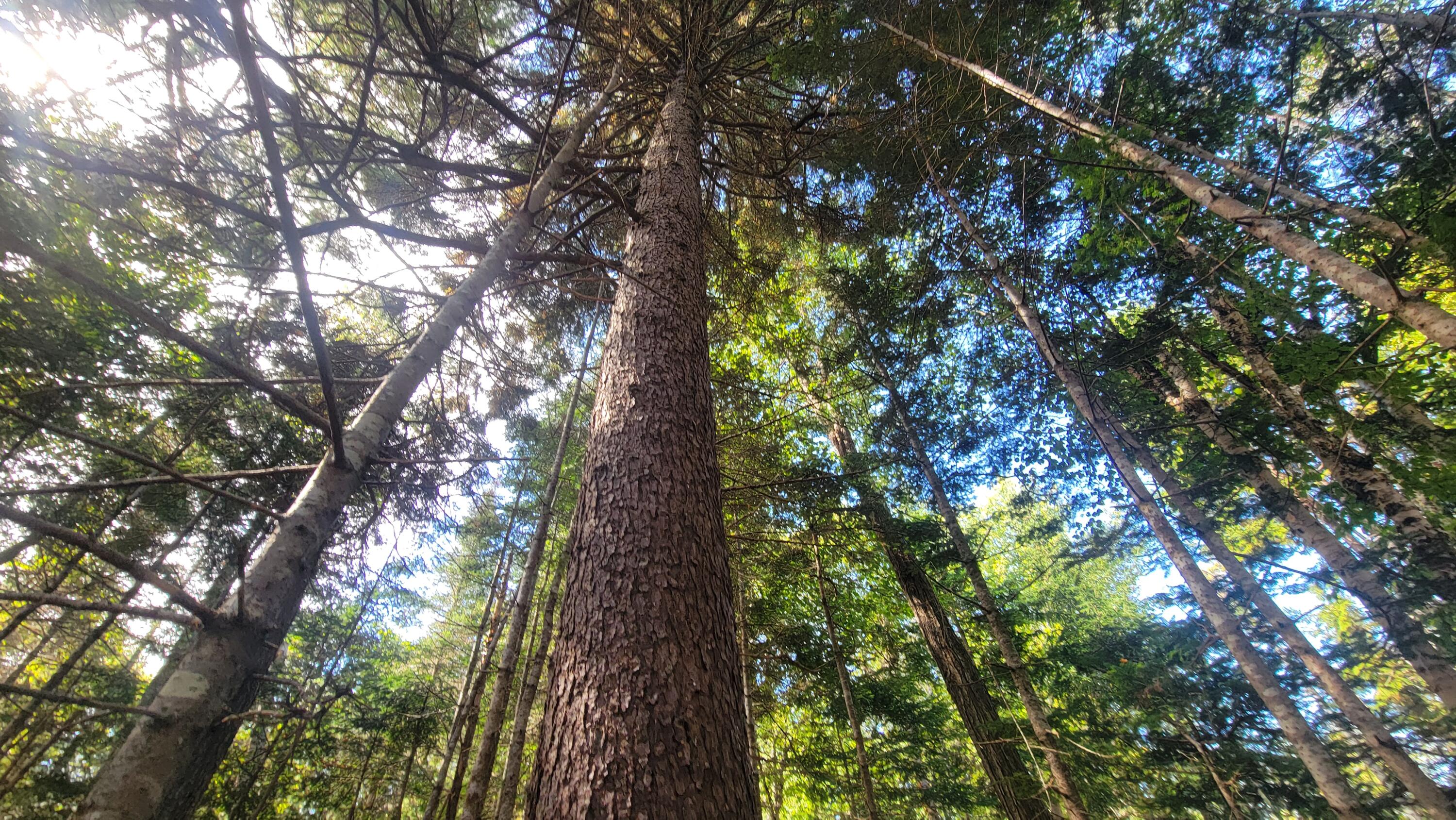 Lot 1 & 5 Evergreen Point Road Jonesboro ME 04648