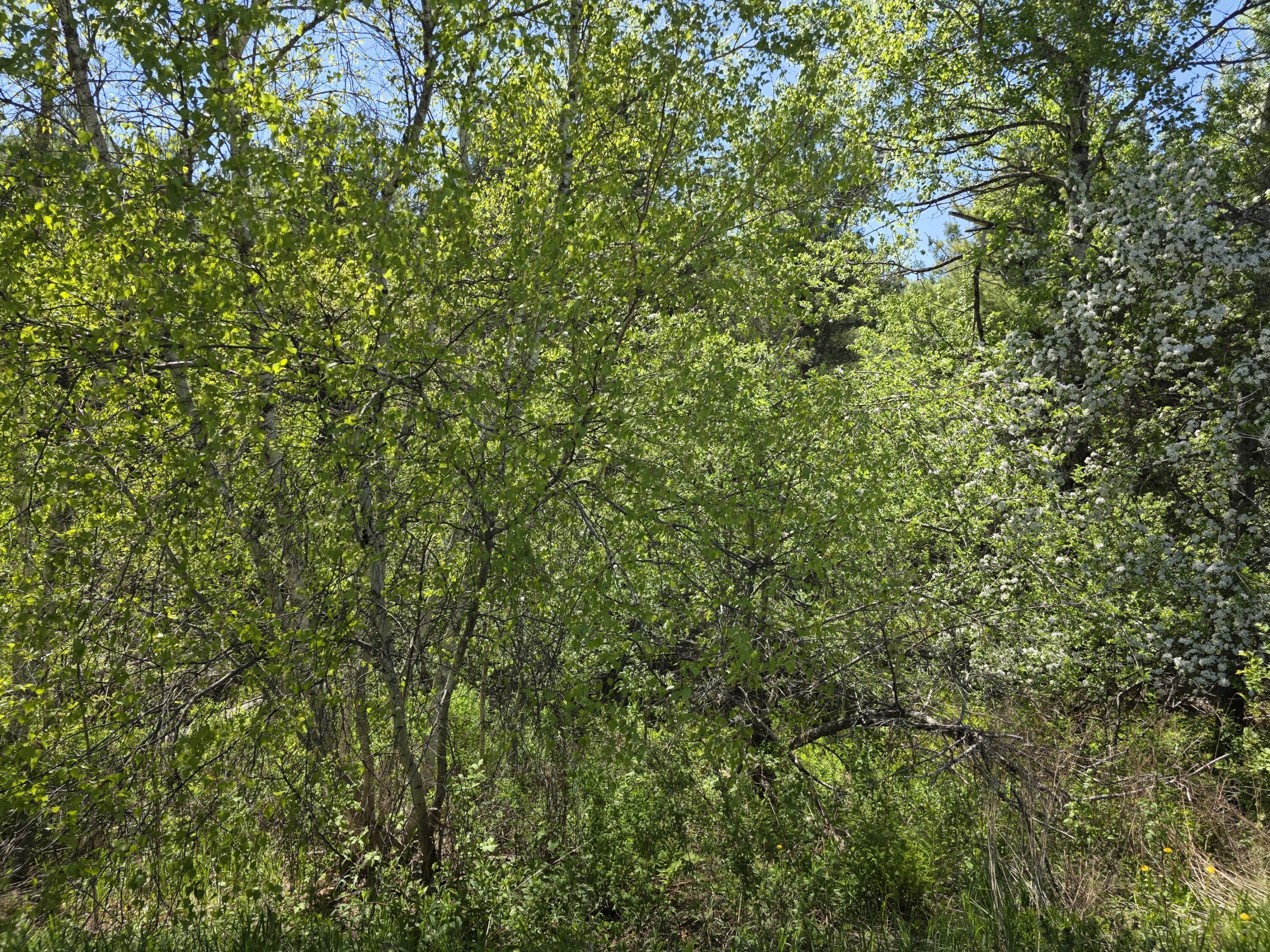 4 Goose River Estates Swanville ME 04915
