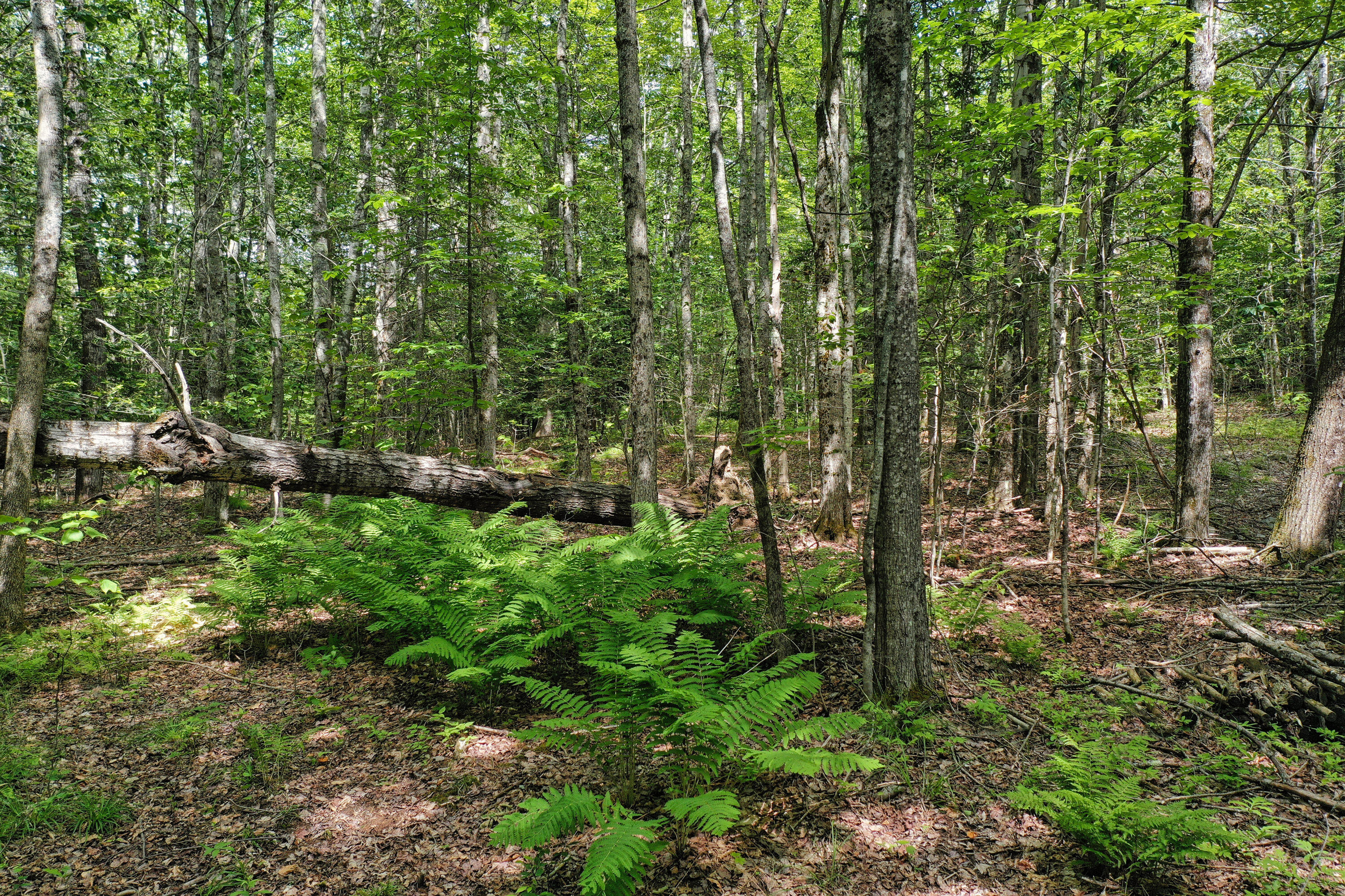 M5 L24 Goosepecker Ridge Montville ME 04941