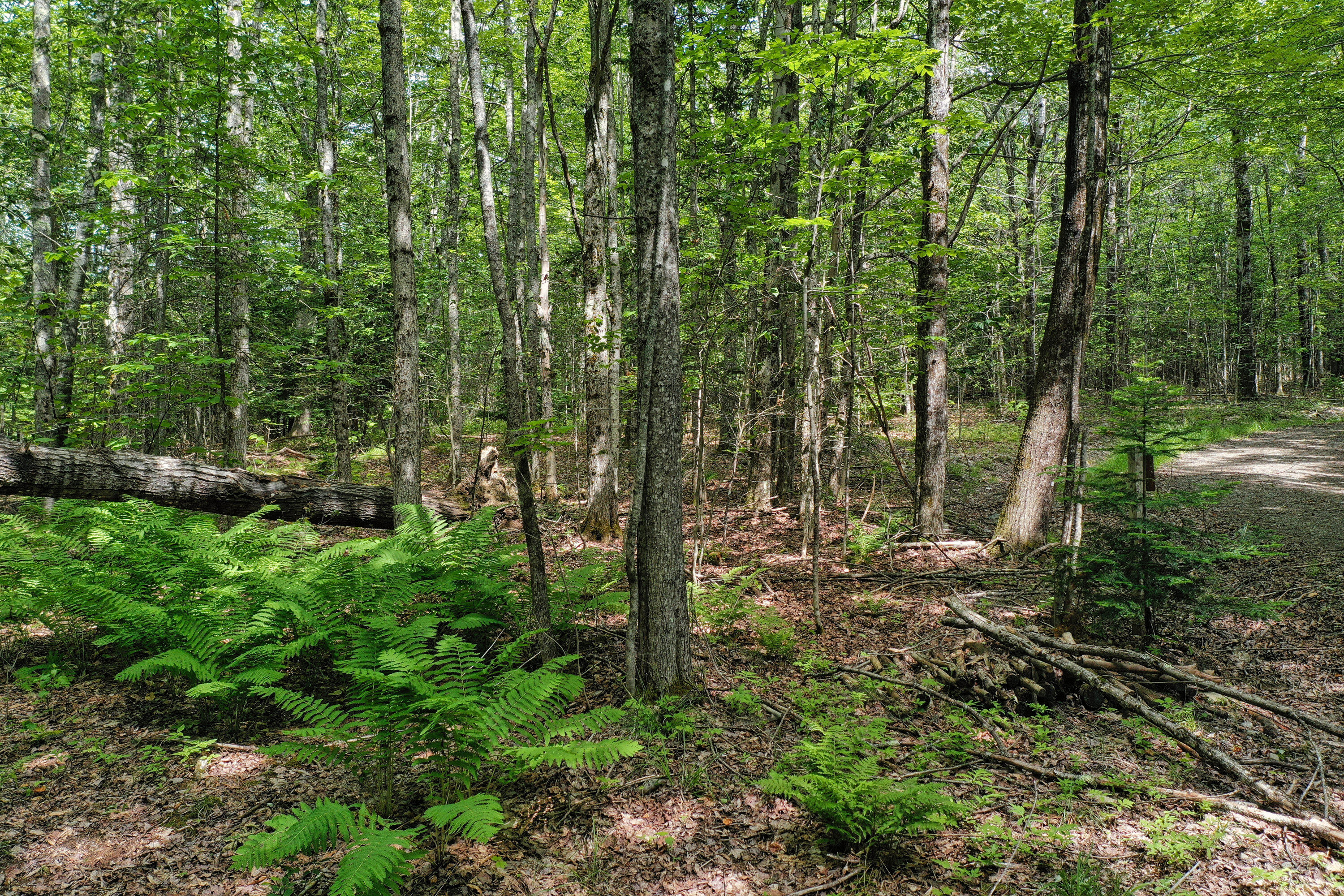 M5 L24 Goosepecker Ridge Montville ME 04941