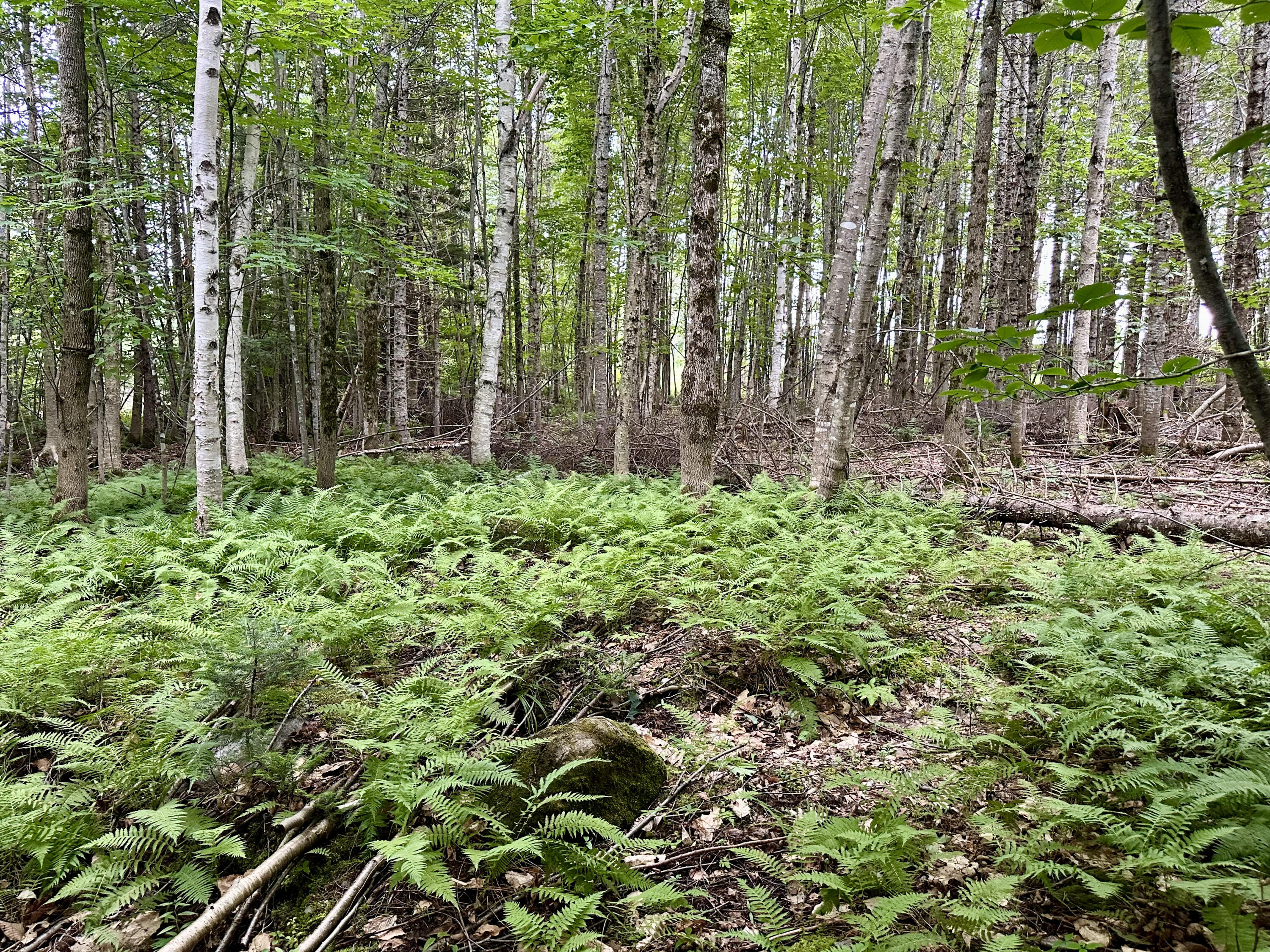 Tbd East Road Greenville ME 04441