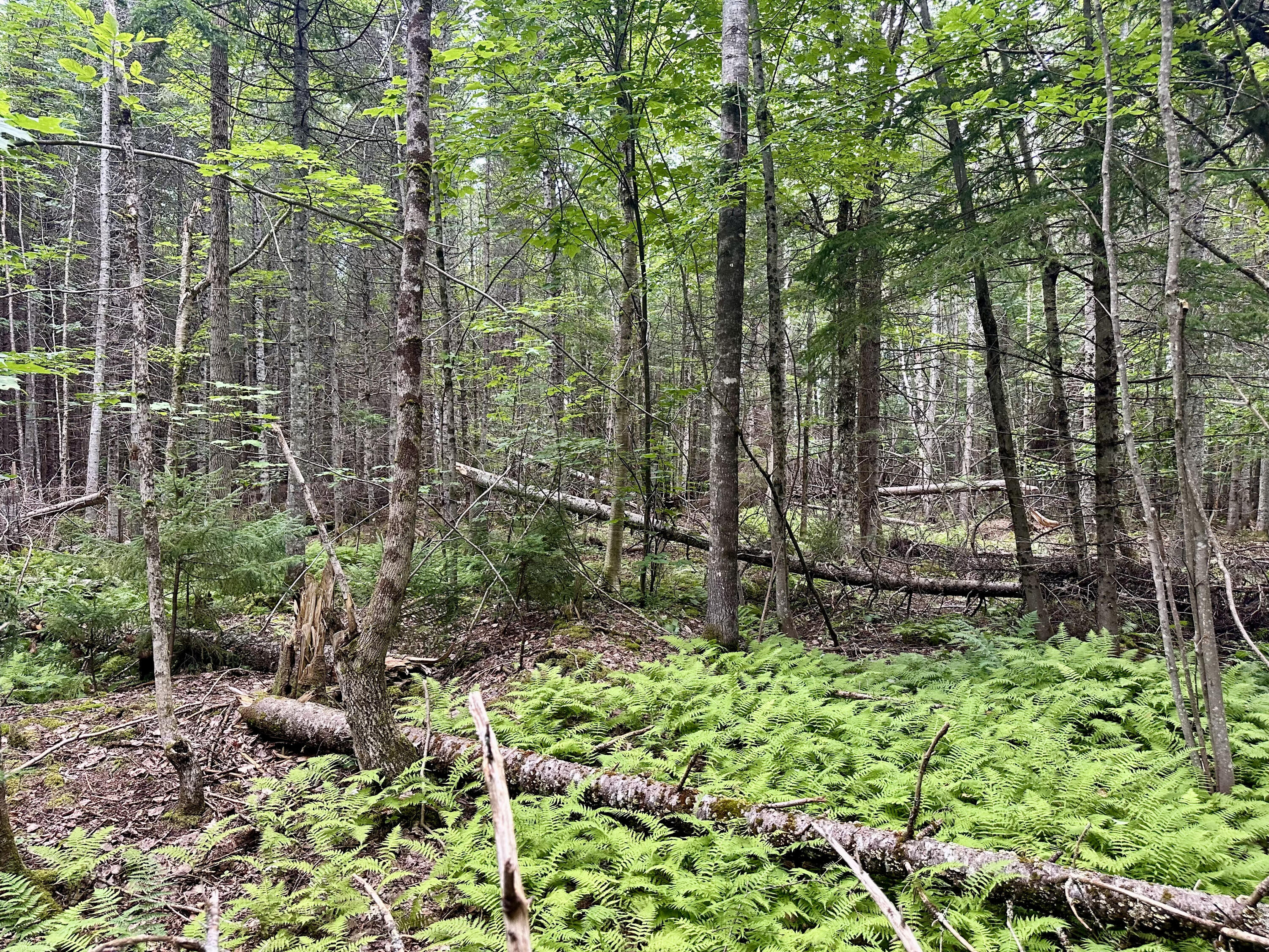 Tbd East Road Greenville ME 04441