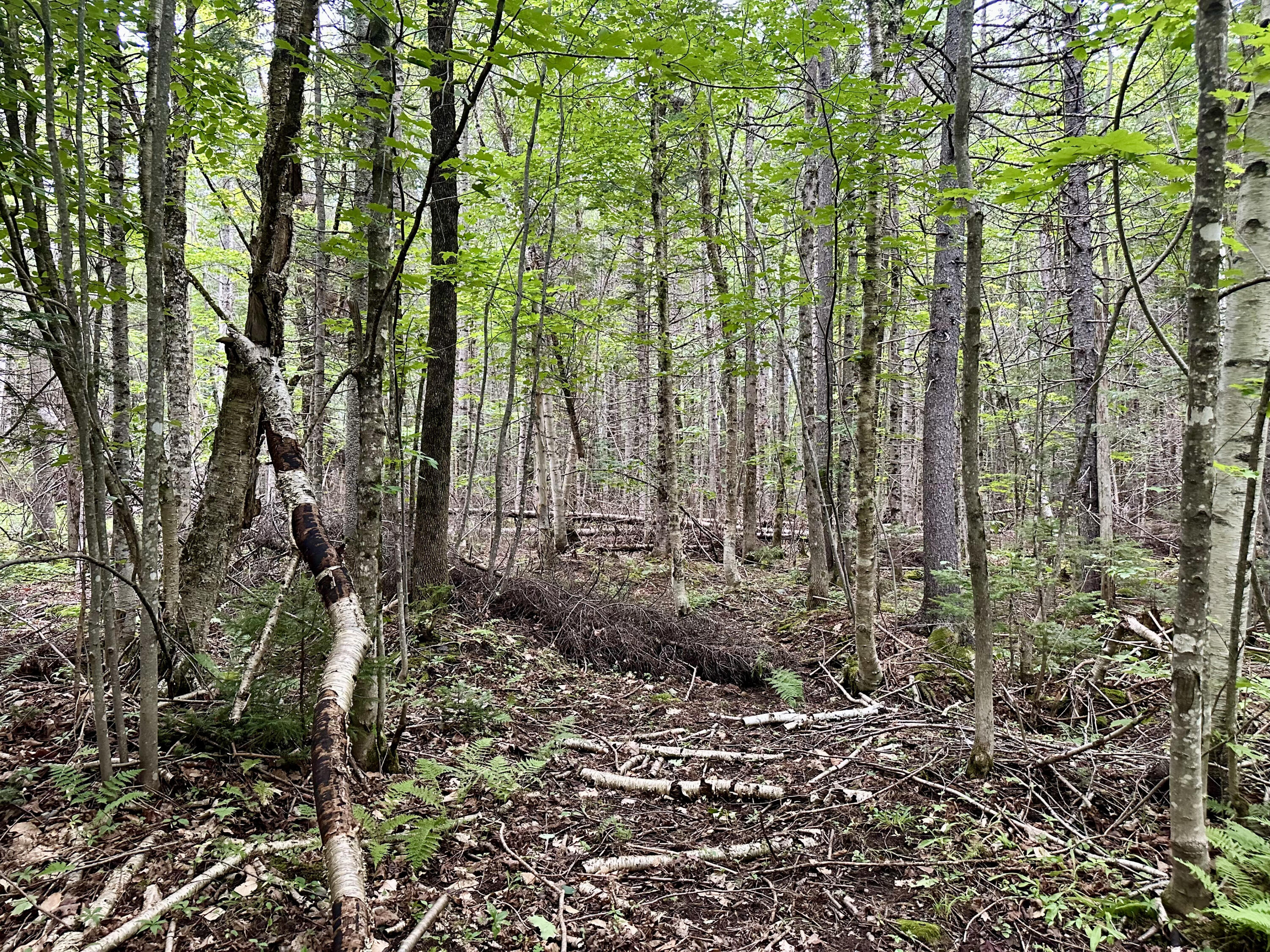 Tbd East Road Greenville ME 04441