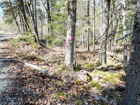 Lot 117n Long Lake Road Wesley ME 04686