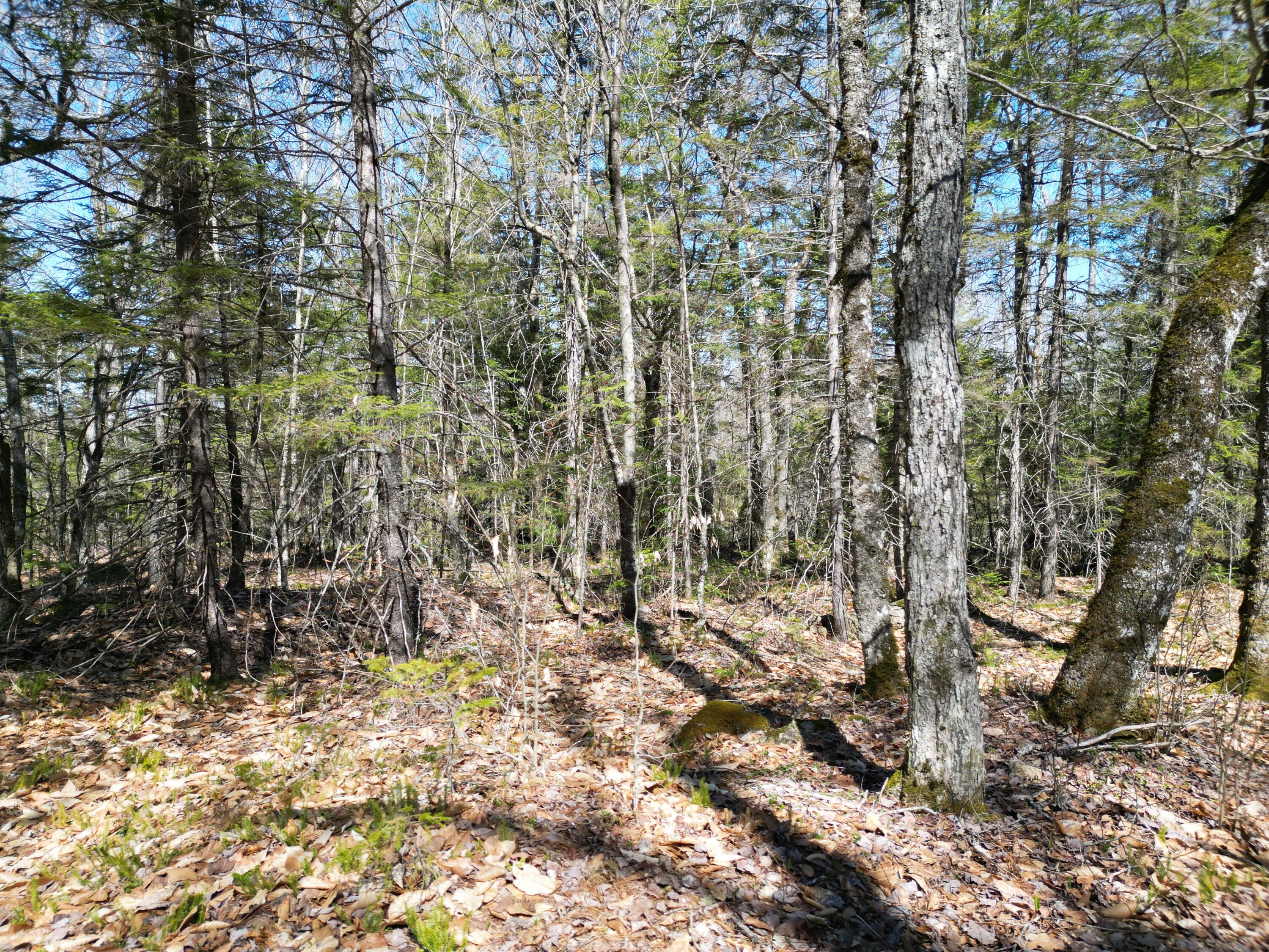 Lot 117n Long Lake Road Wesley ME 04686