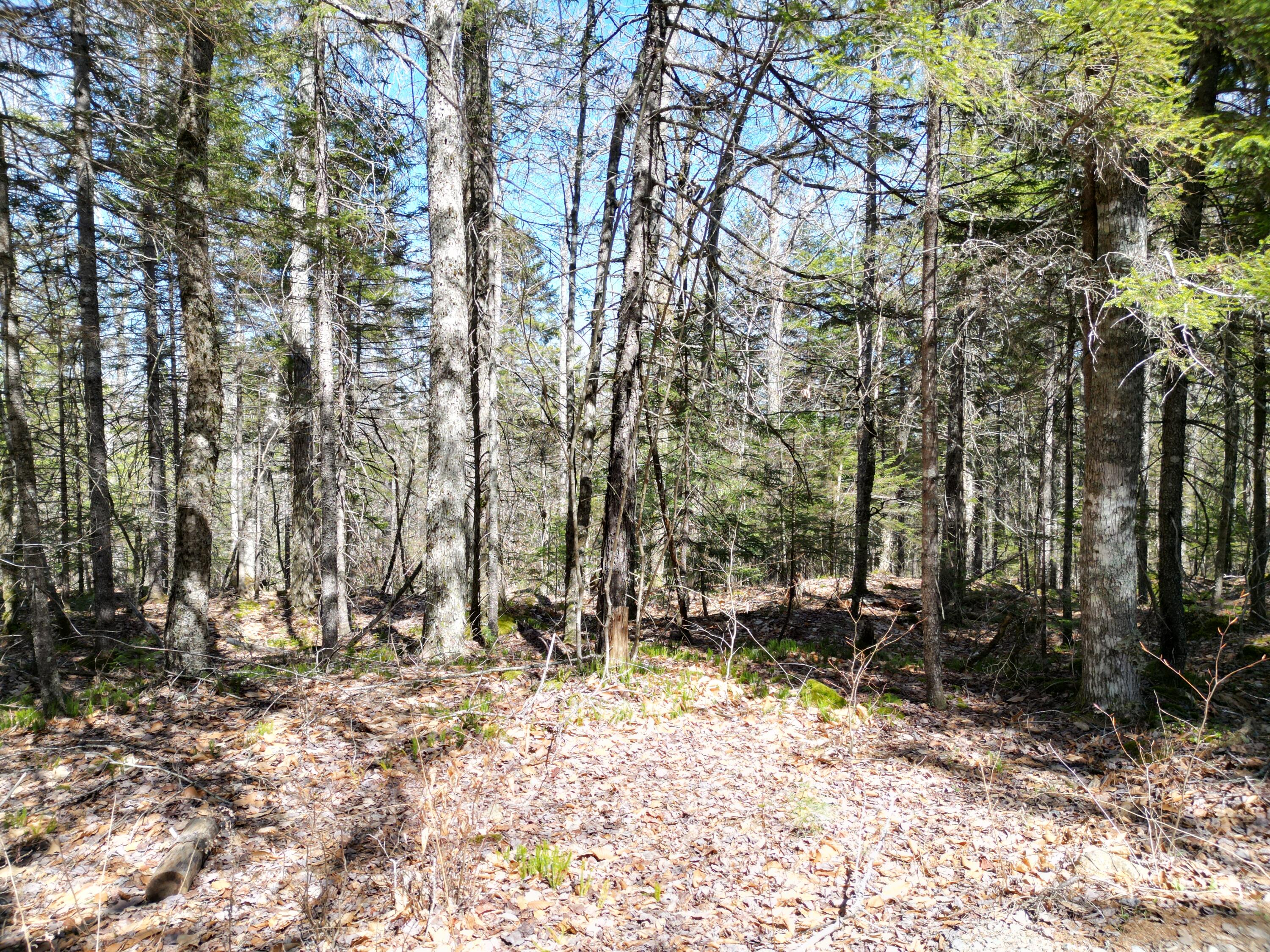 Lot 117n Long Lake Road Wesley ME 04686