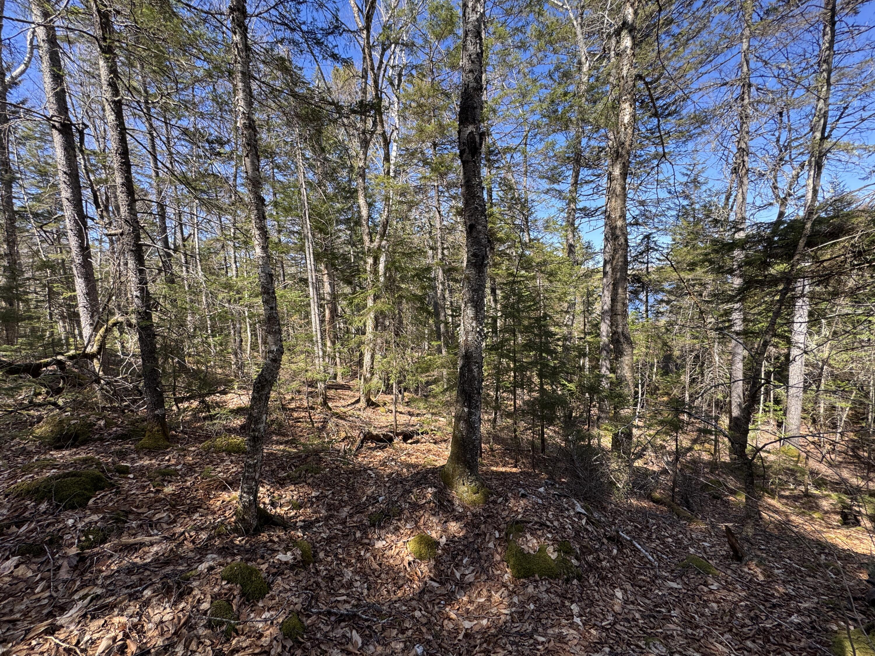 Lot 117n Long Lake Road Wesley ME 04686