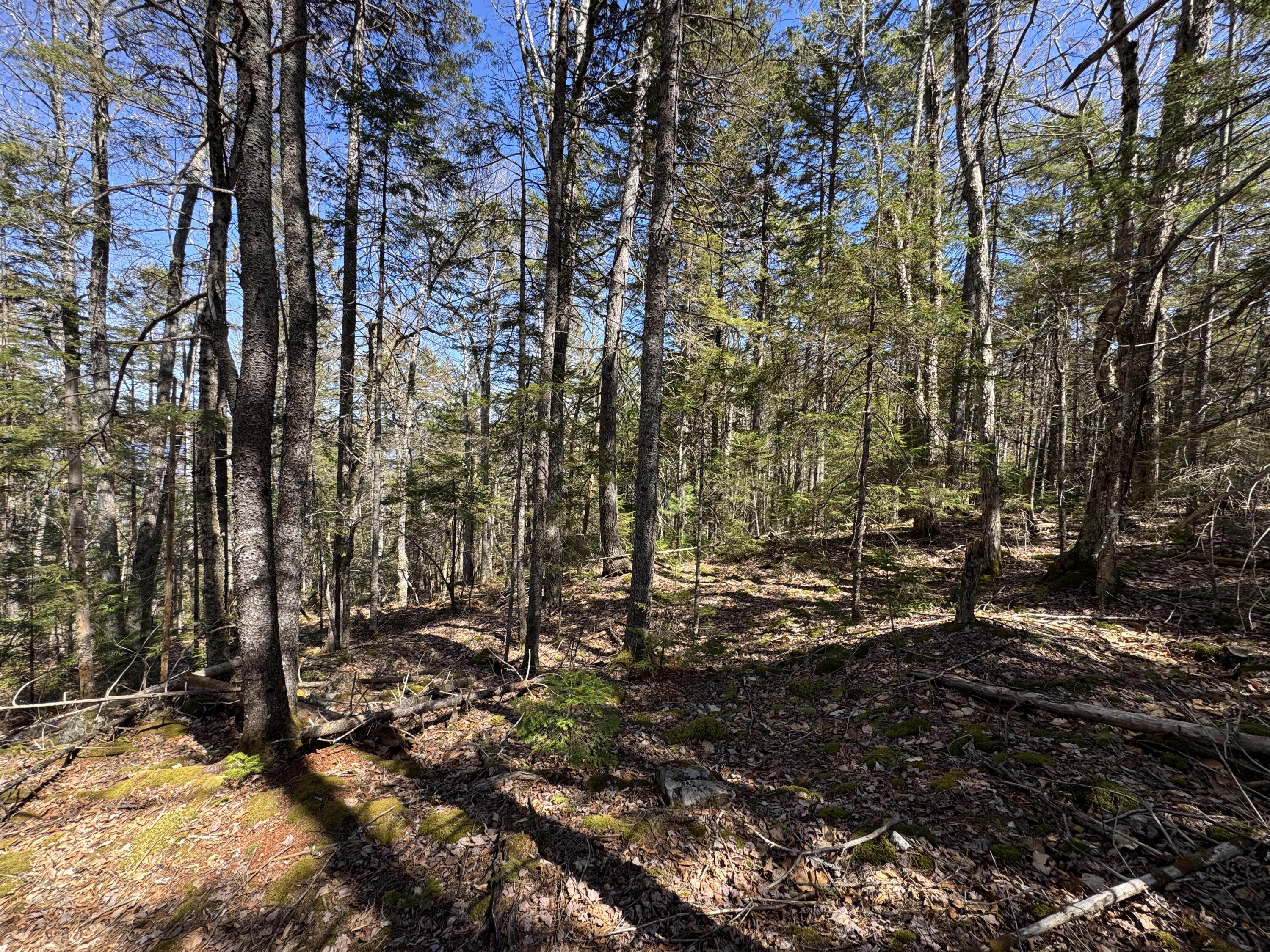 Lot 117n Long Lake Road Wesley ME 04686