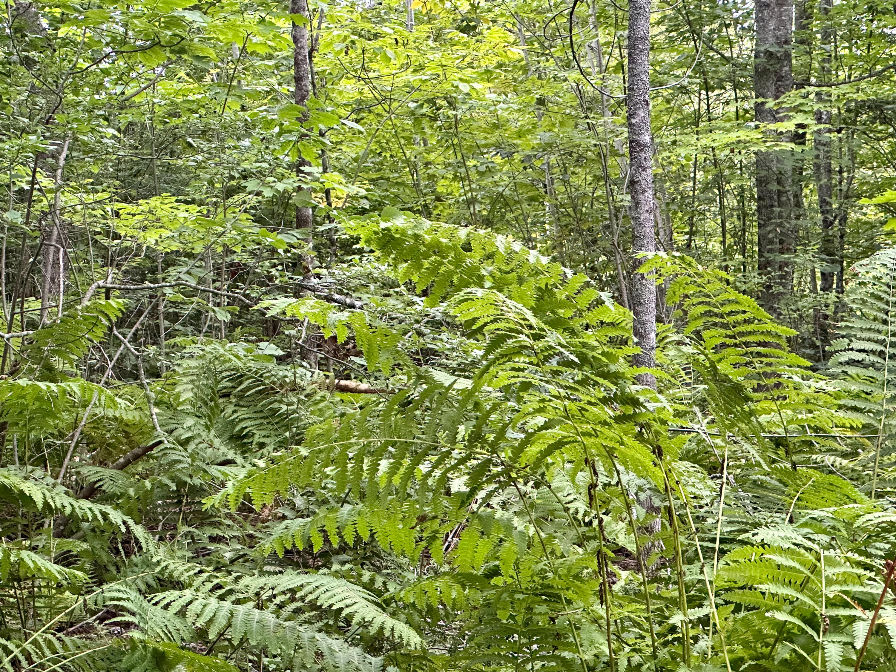 Lot 9 Off Route 1a Holden ME 04429