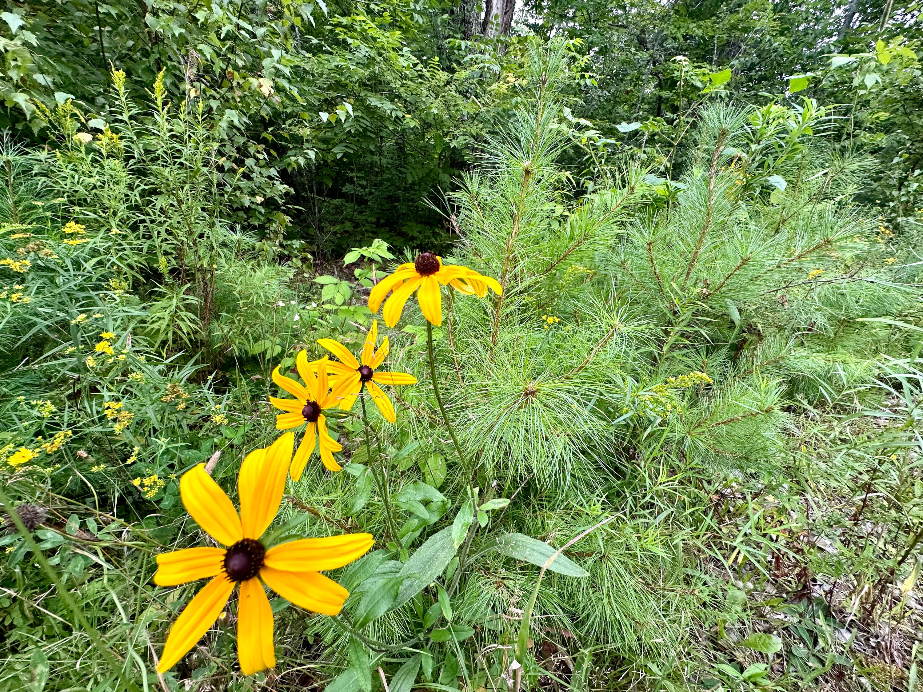 Lot 9 Off Route 1a Holden ME 04429