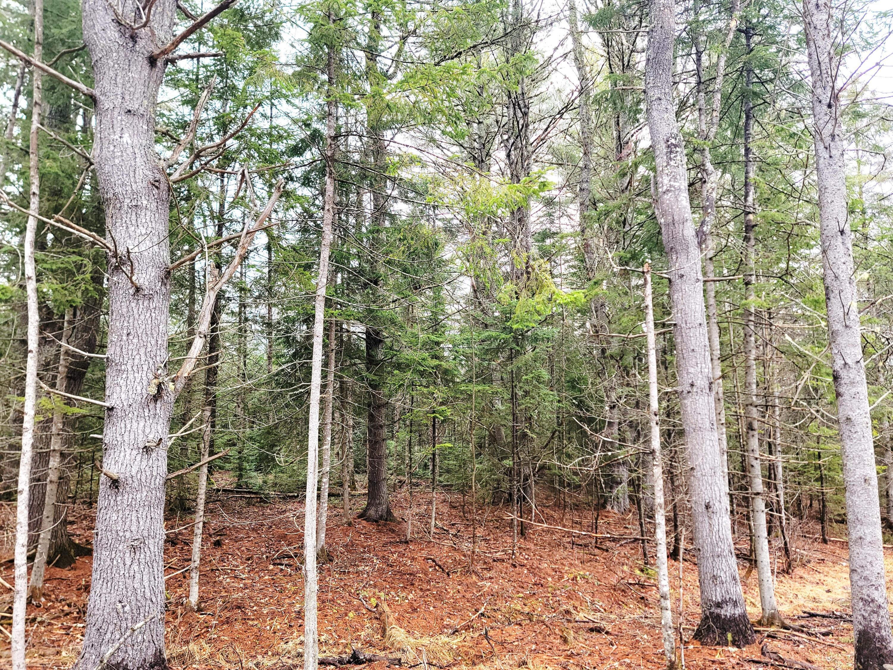 217 Frost Mill Road Mariaville ME 04605