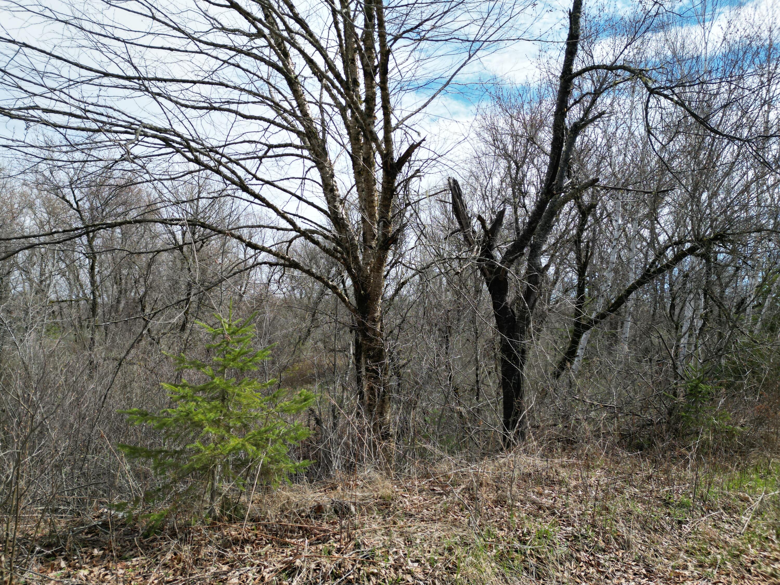 Lot 46h Merriman Road Island Falls ME 04747