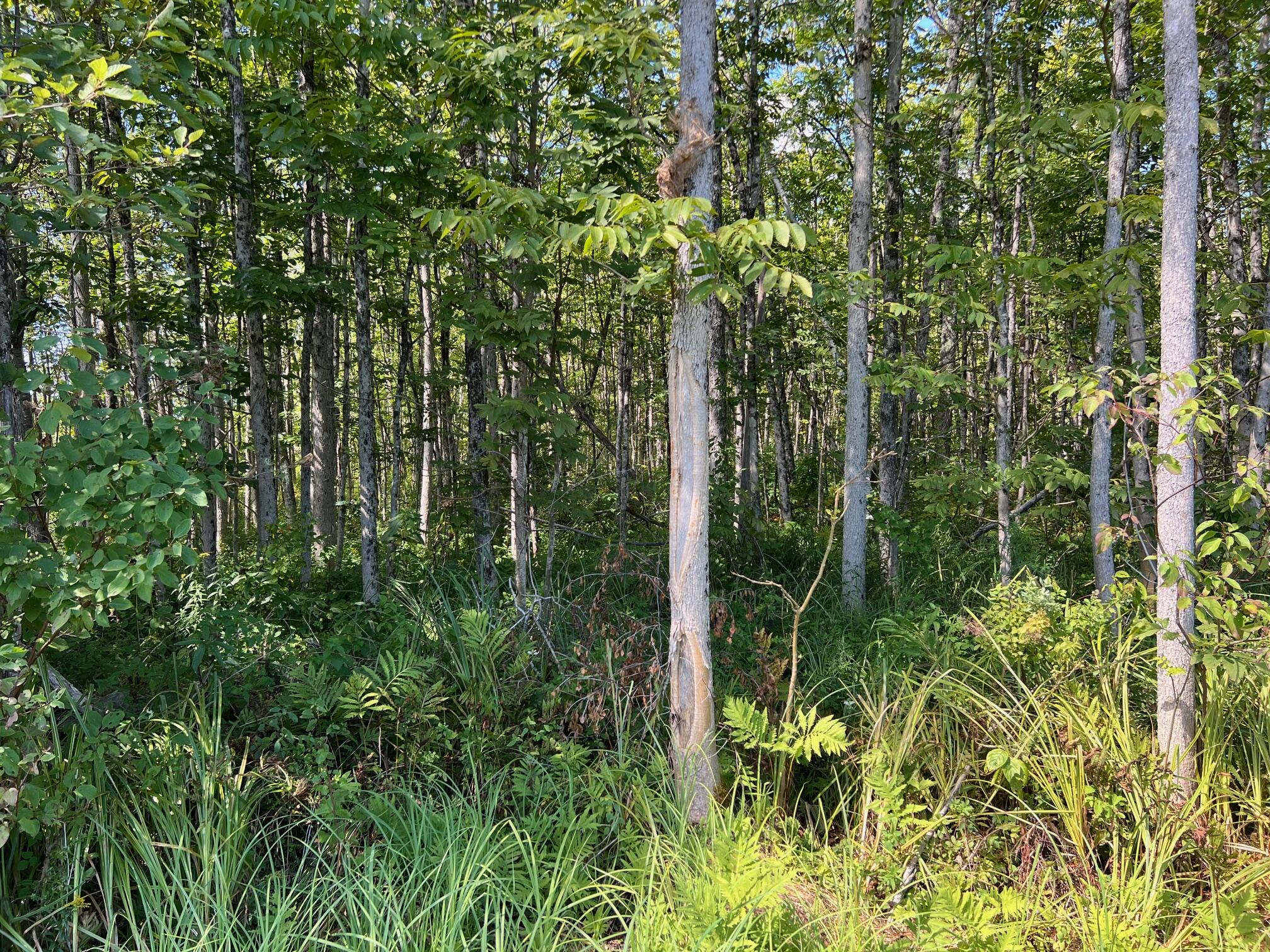 Map 1 Lot 16 Dexter Road Garland ME 04939