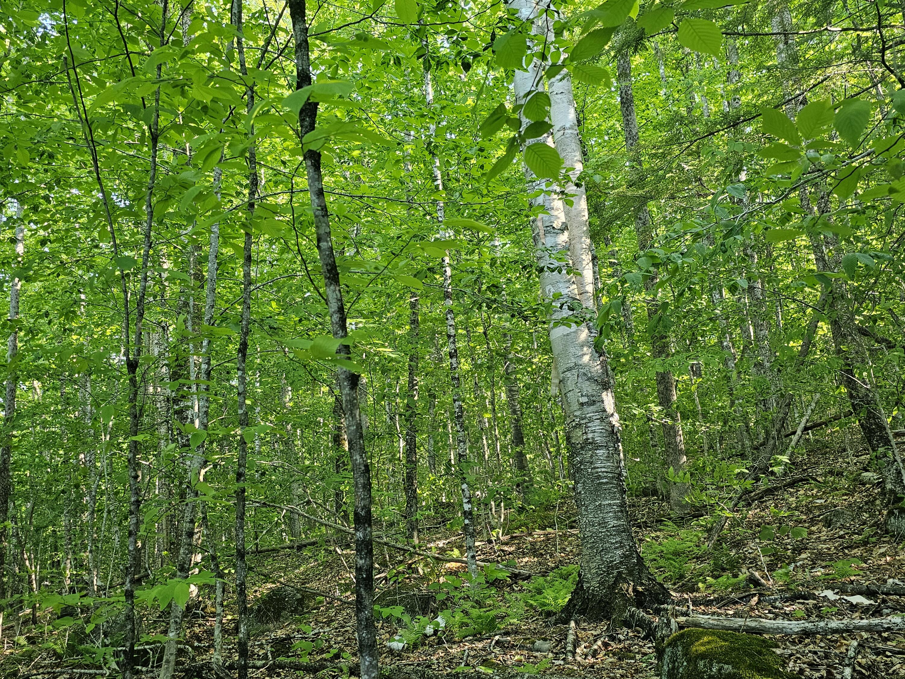 Po M23-l6 Great Moose Drive Hartland ME 04943