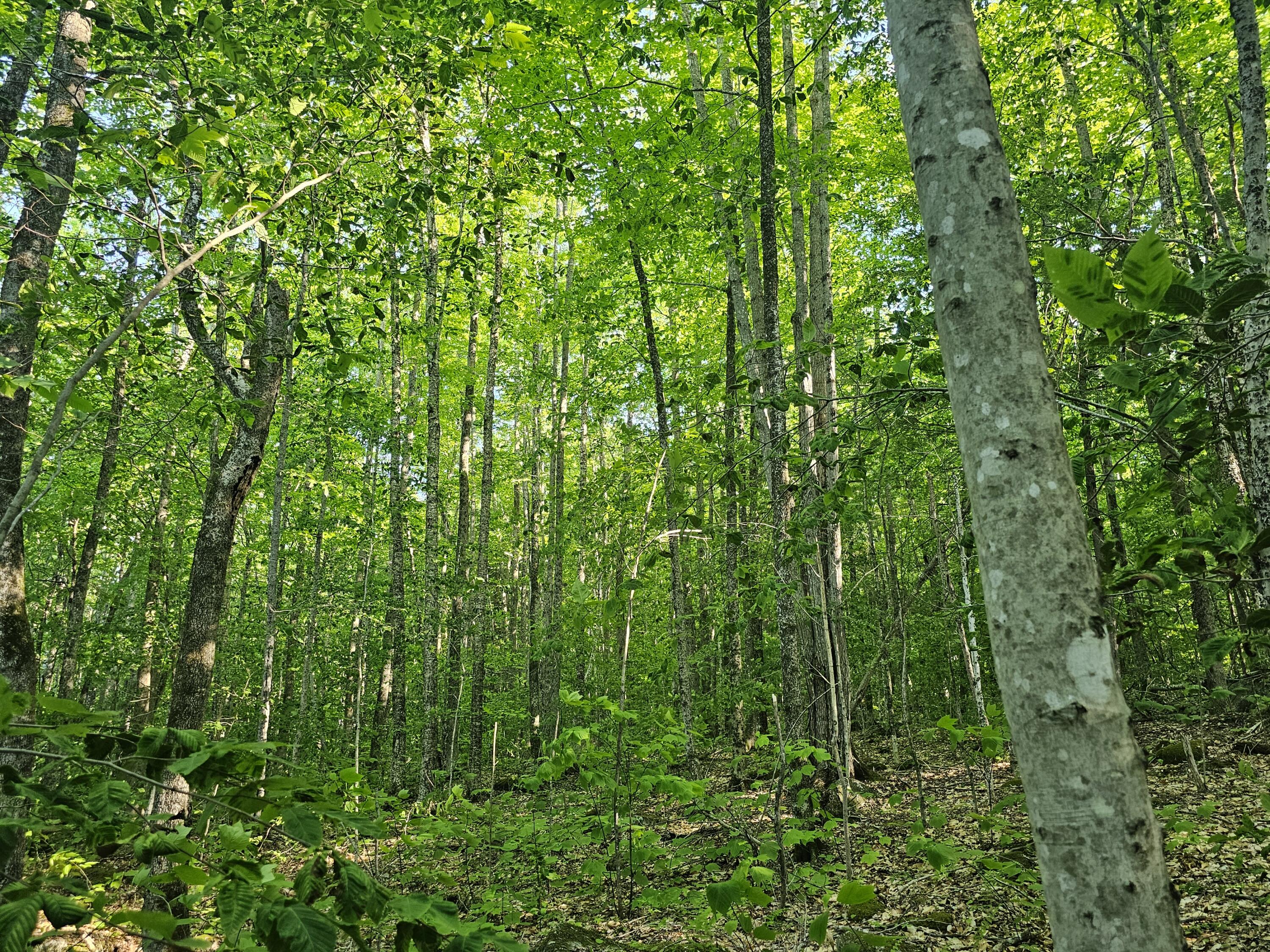 Po M23-l6 Great Moose Drive Hartland ME 04943