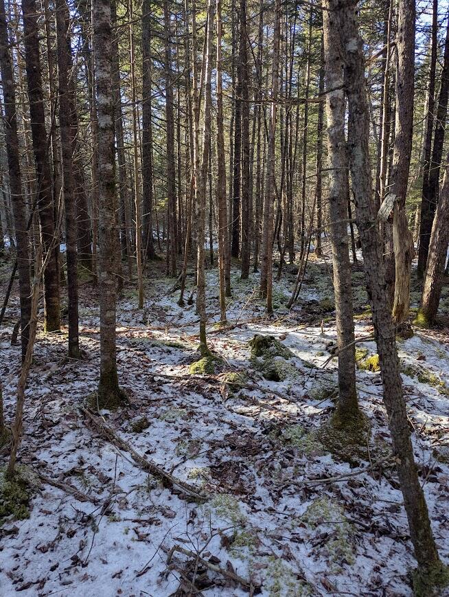 19 Tamarack Lane Cushing ME 04563