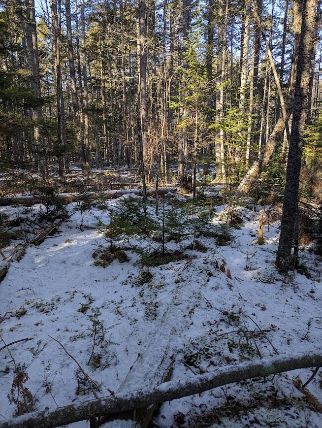 19 Tamarack Lane Cushing ME 04563