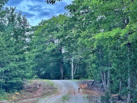 Lot 31 Lane Road Cherryfield ME 04622