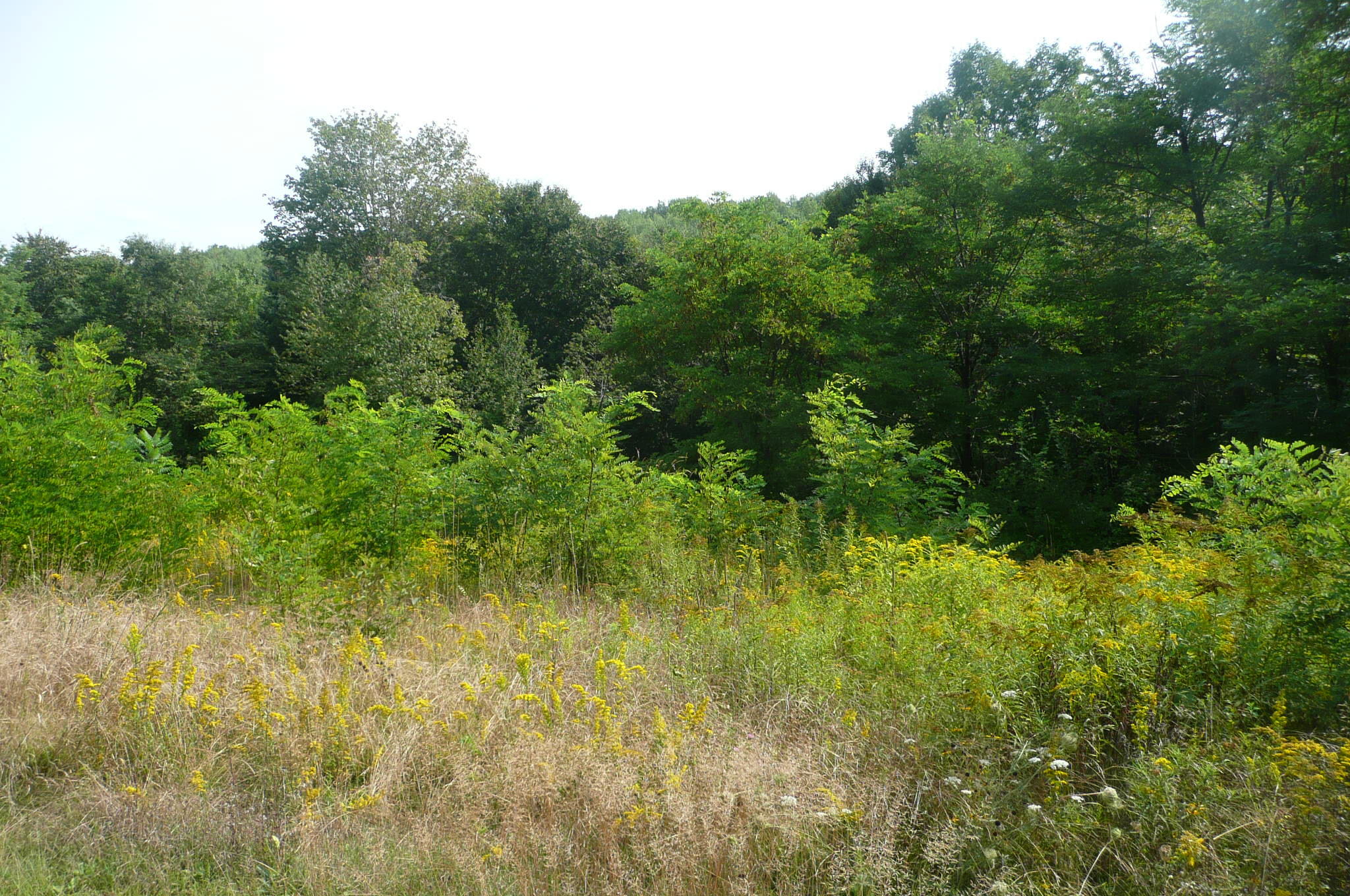 Lots B&c Hanslip Road Wilton ME 04294