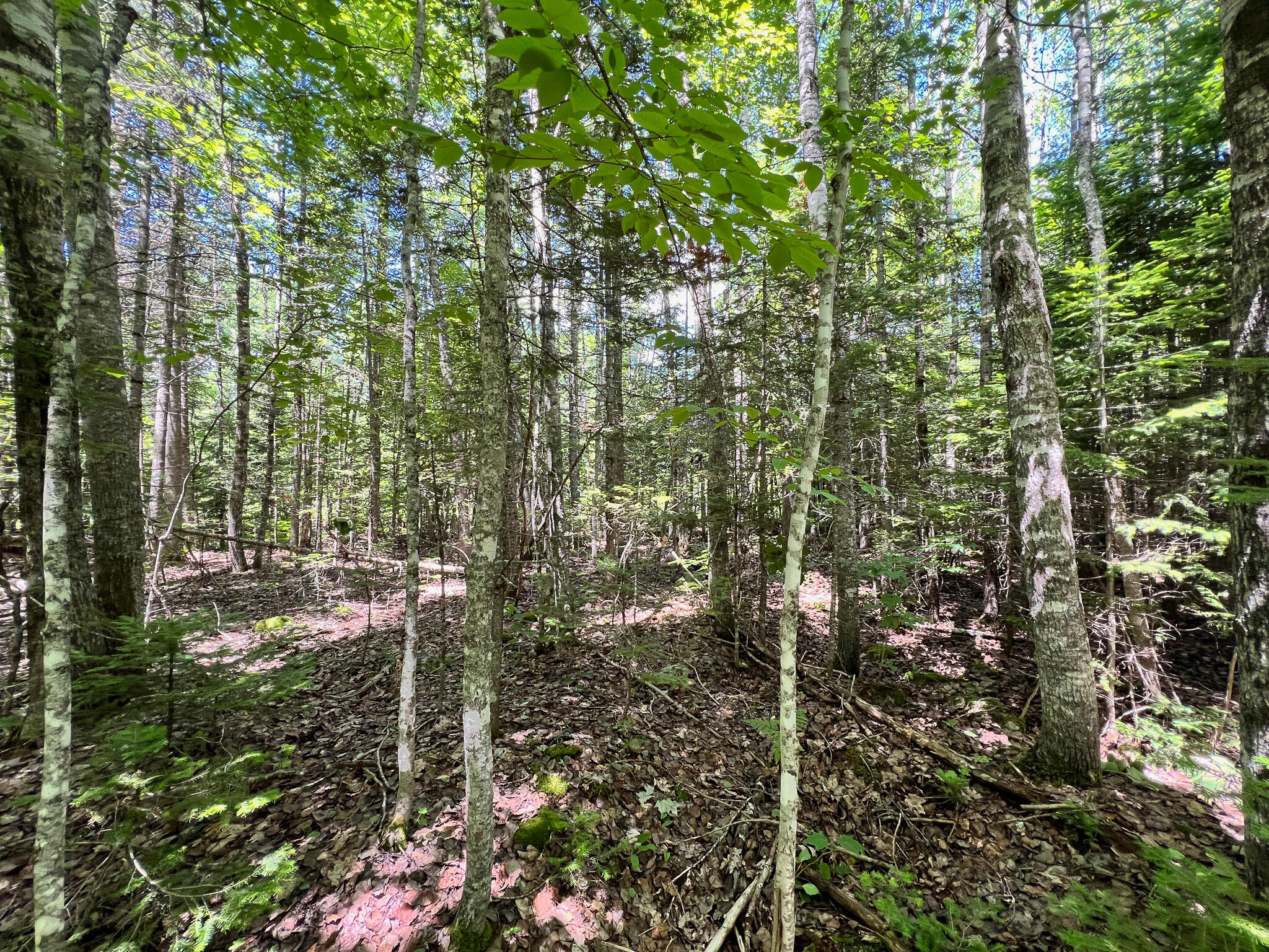Lot 4 Woodland Ridge Road Danforth ME 04424