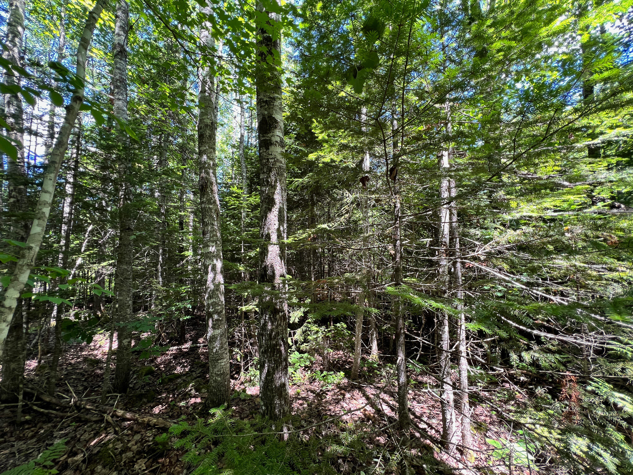 Lot 4 Woodland Ridge Road Danforth ME 04424