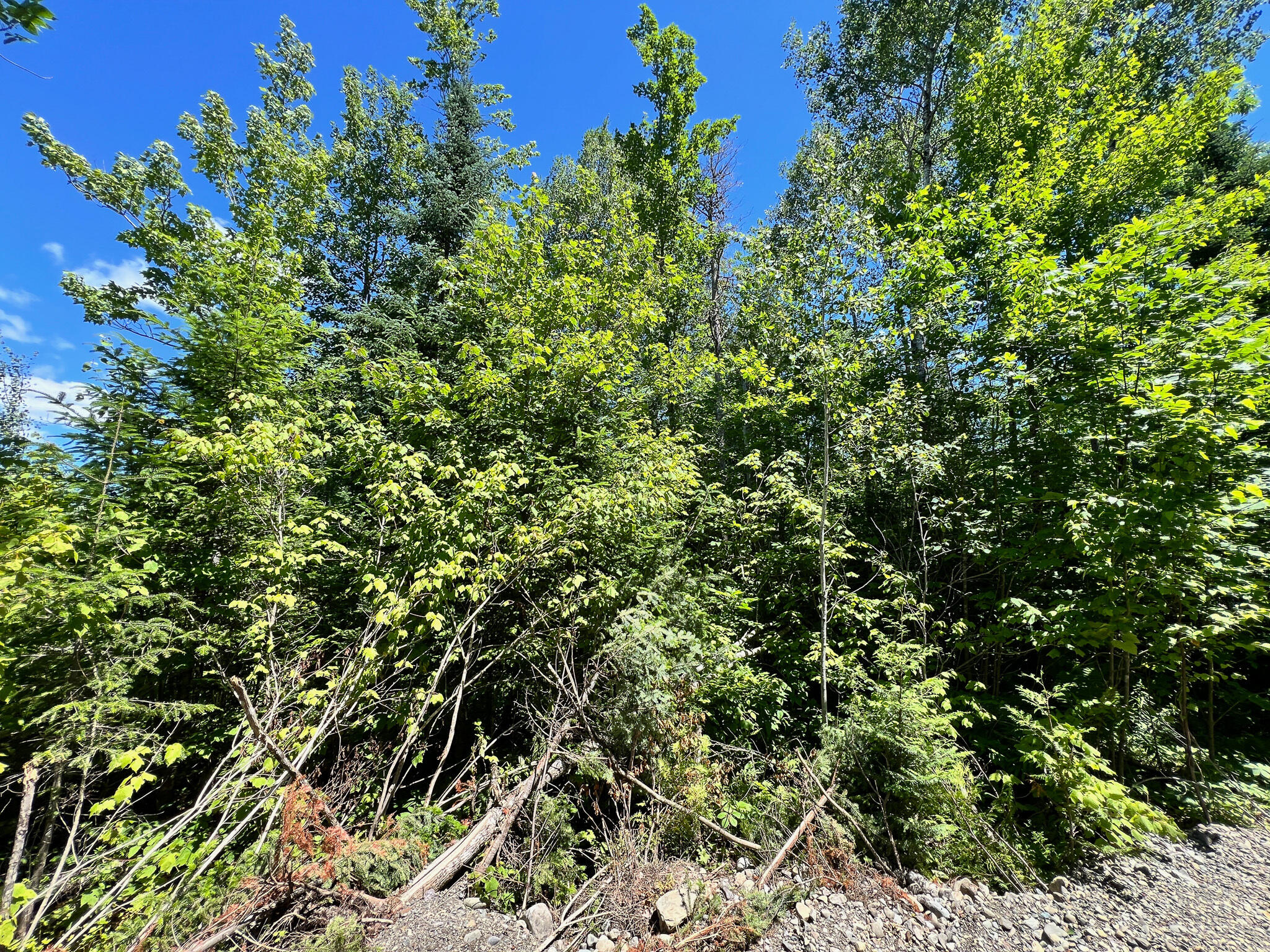 Lot 4 Woodland Ridge Road Danforth ME 04424