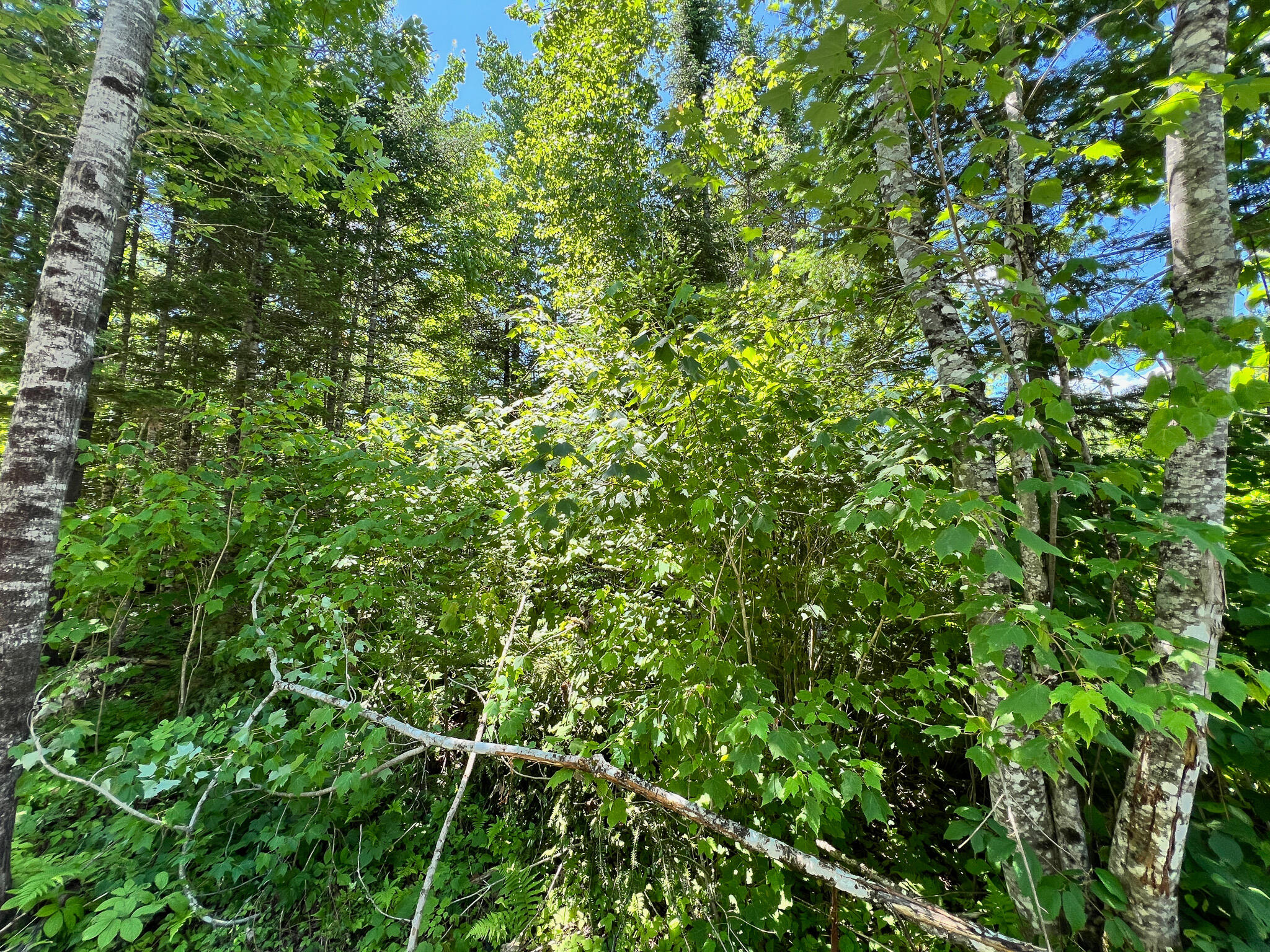 Lot 4 Woodland Ridge Road Danforth ME 04424
