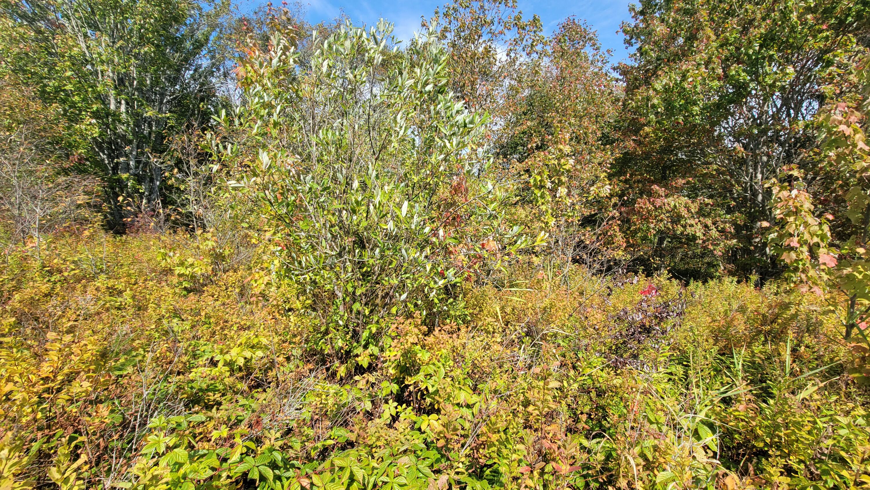 7 Deerfield Drive Jonesport ME 04649