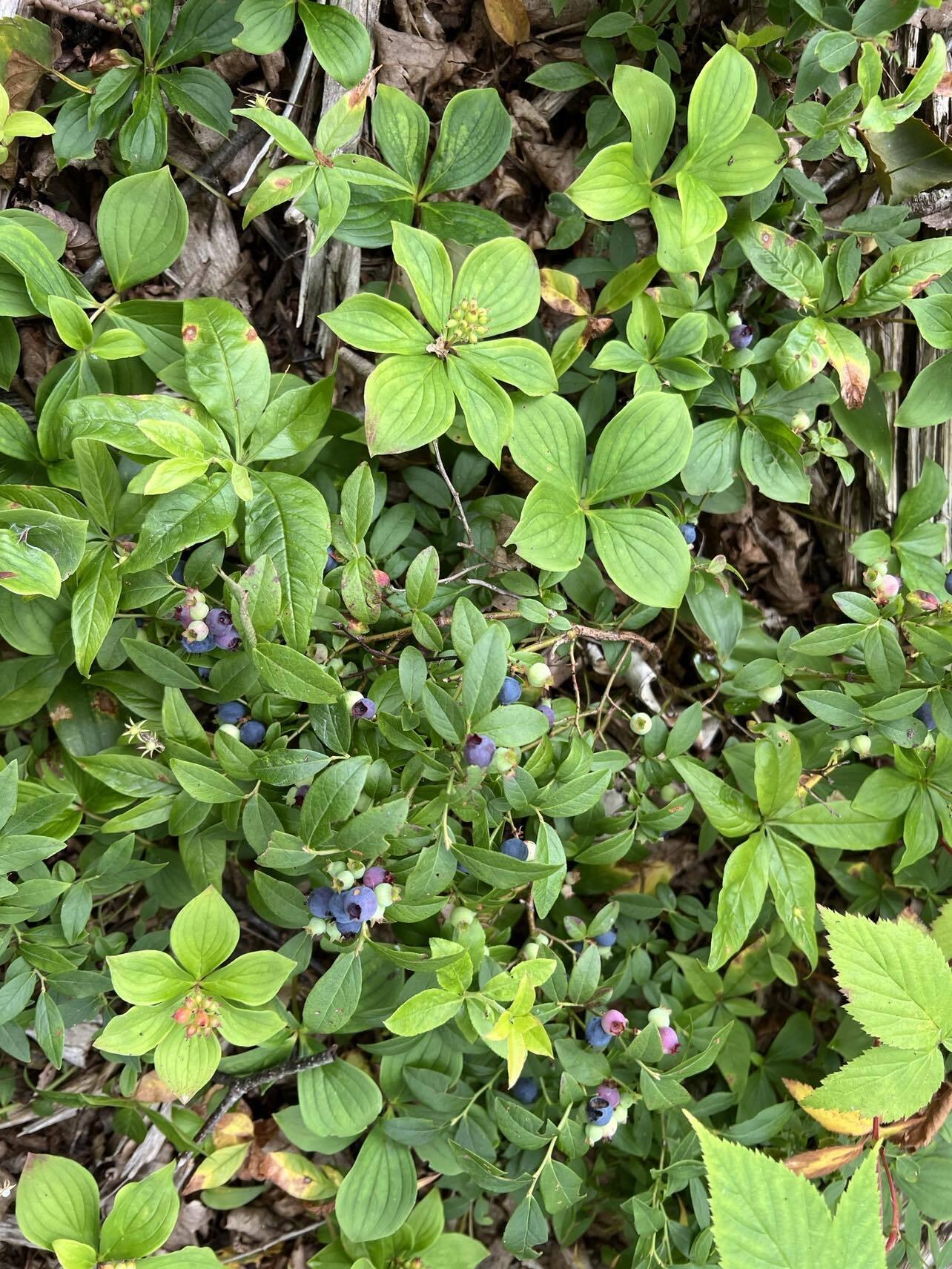 24 Annie's Way Addison ME 04606