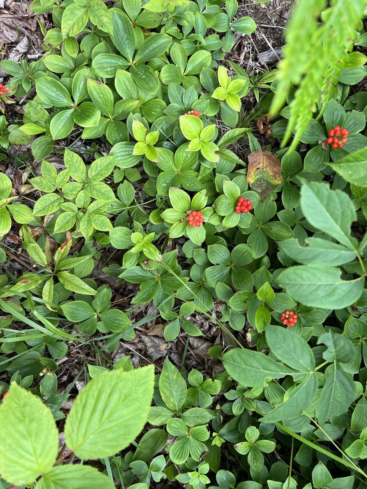 24 Annie's Way Addison ME 04606