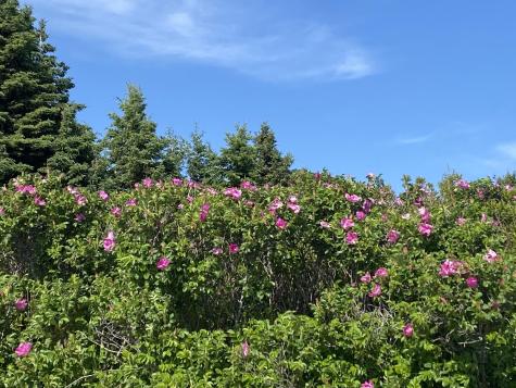 2 Bar Island Tremont ME 04612