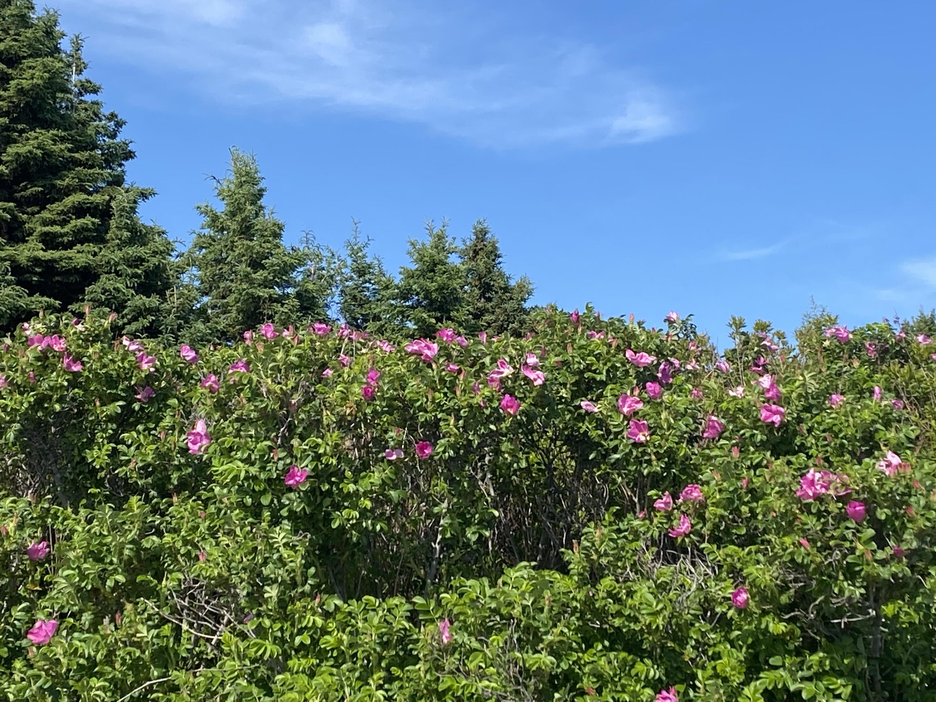 2 Bar Island Tremont ME 04612