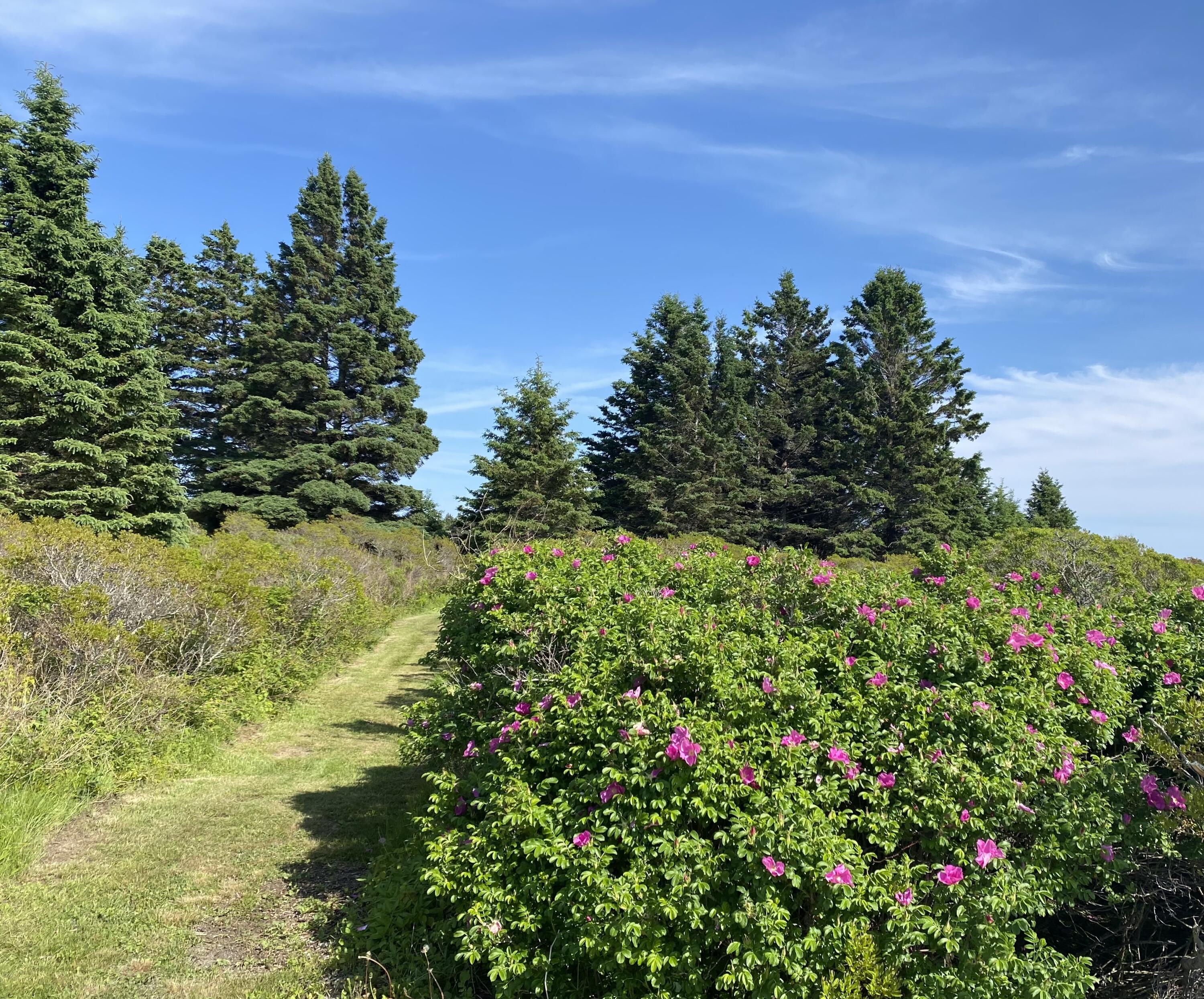 2 Bar Island Tremont ME 04612