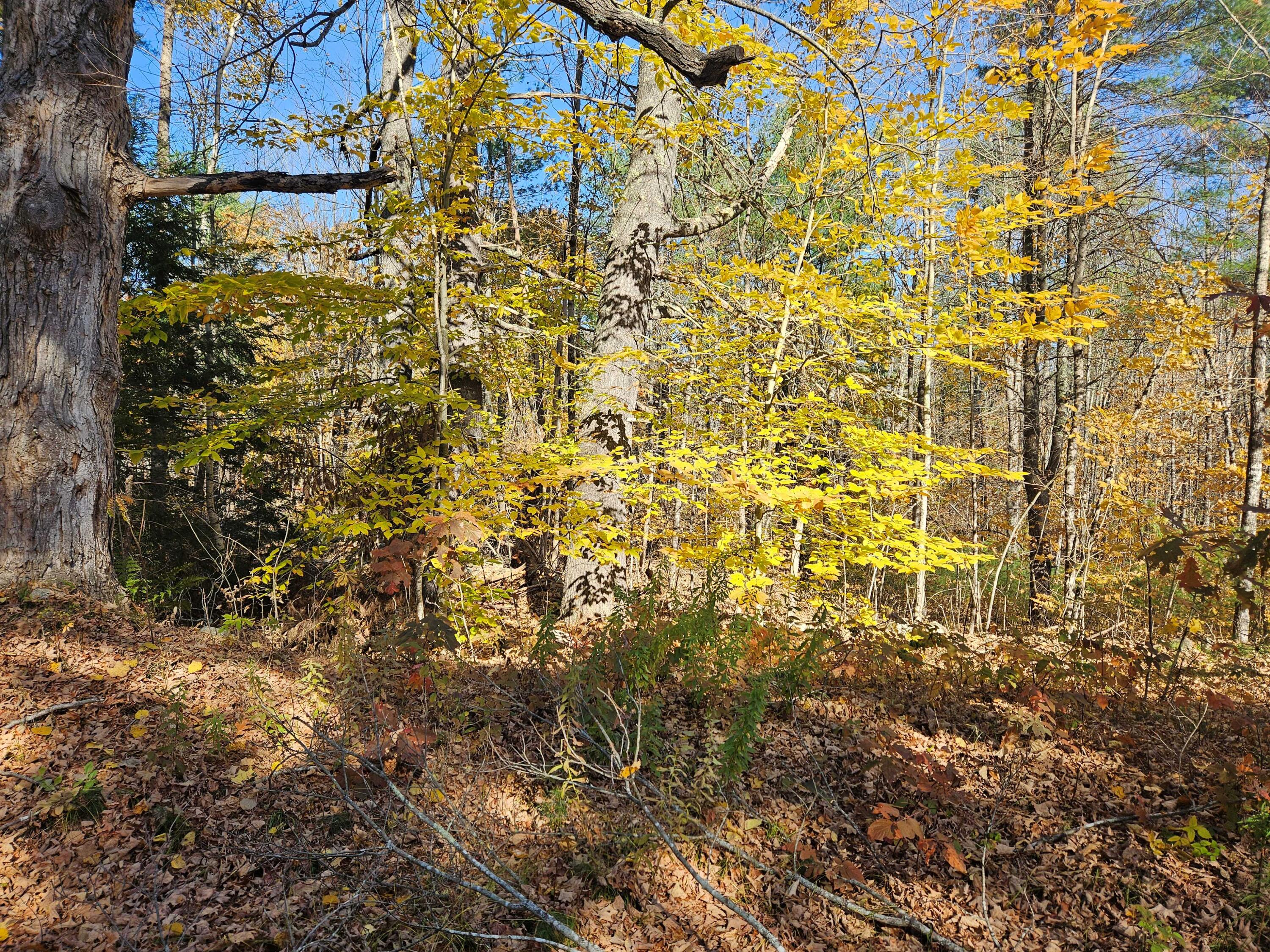 Lot #013 Staples Road Newfield ME 04095